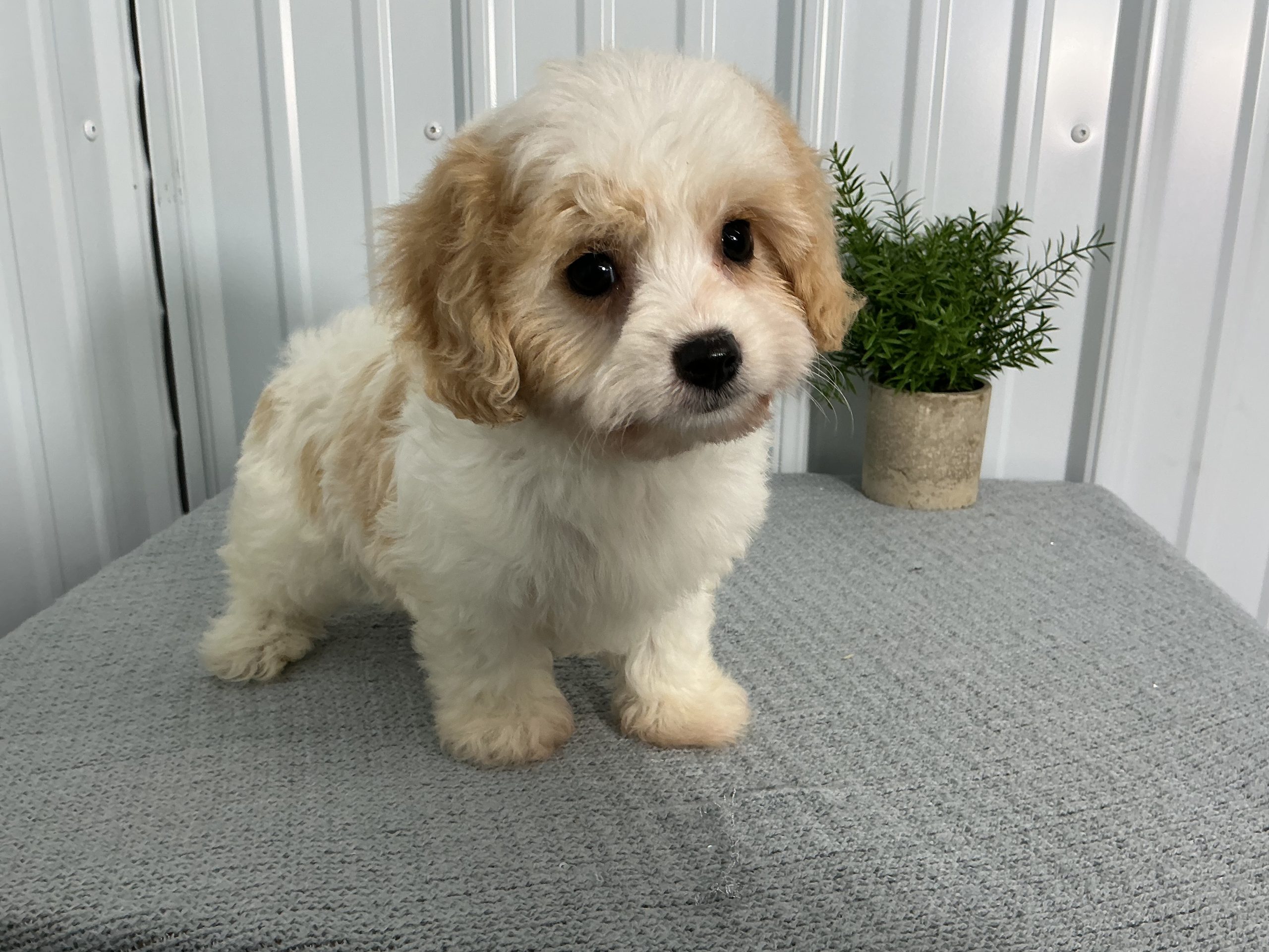 Mr. Chester the Cavachon - Image 4