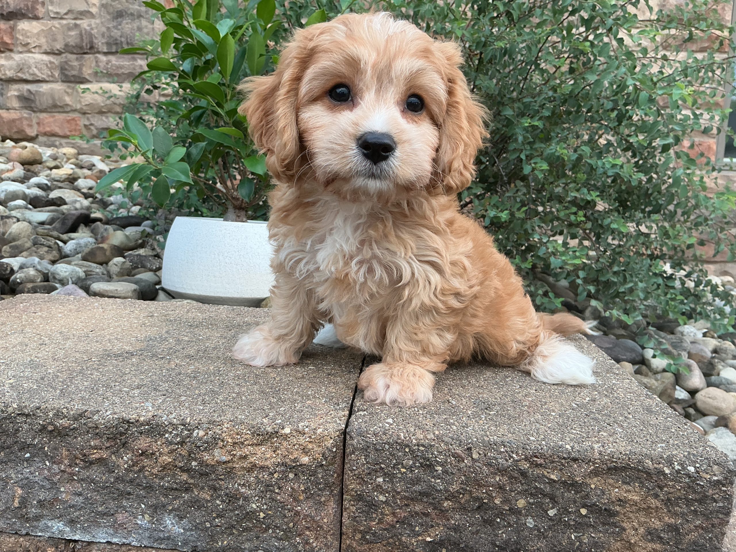 Mr. Cooper the Cavachon - Image 4