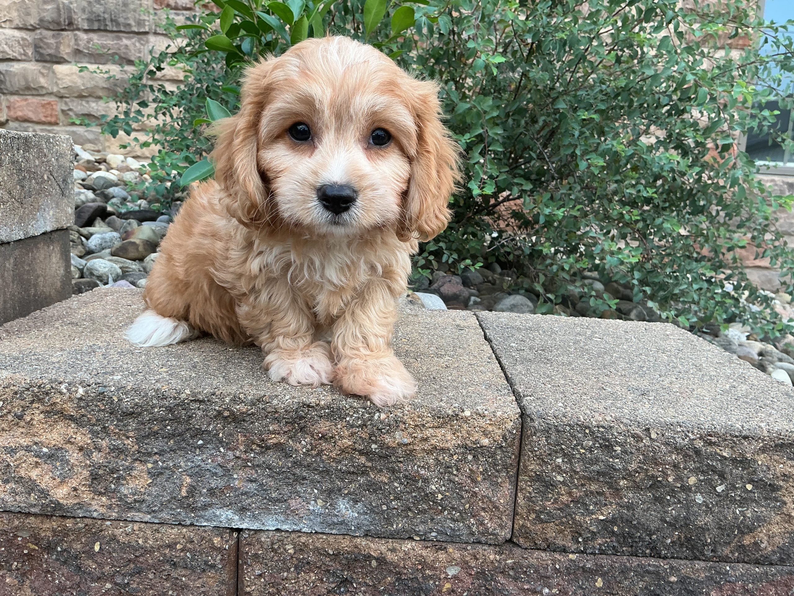 Mr. Cooper the Cavachon - Image 5