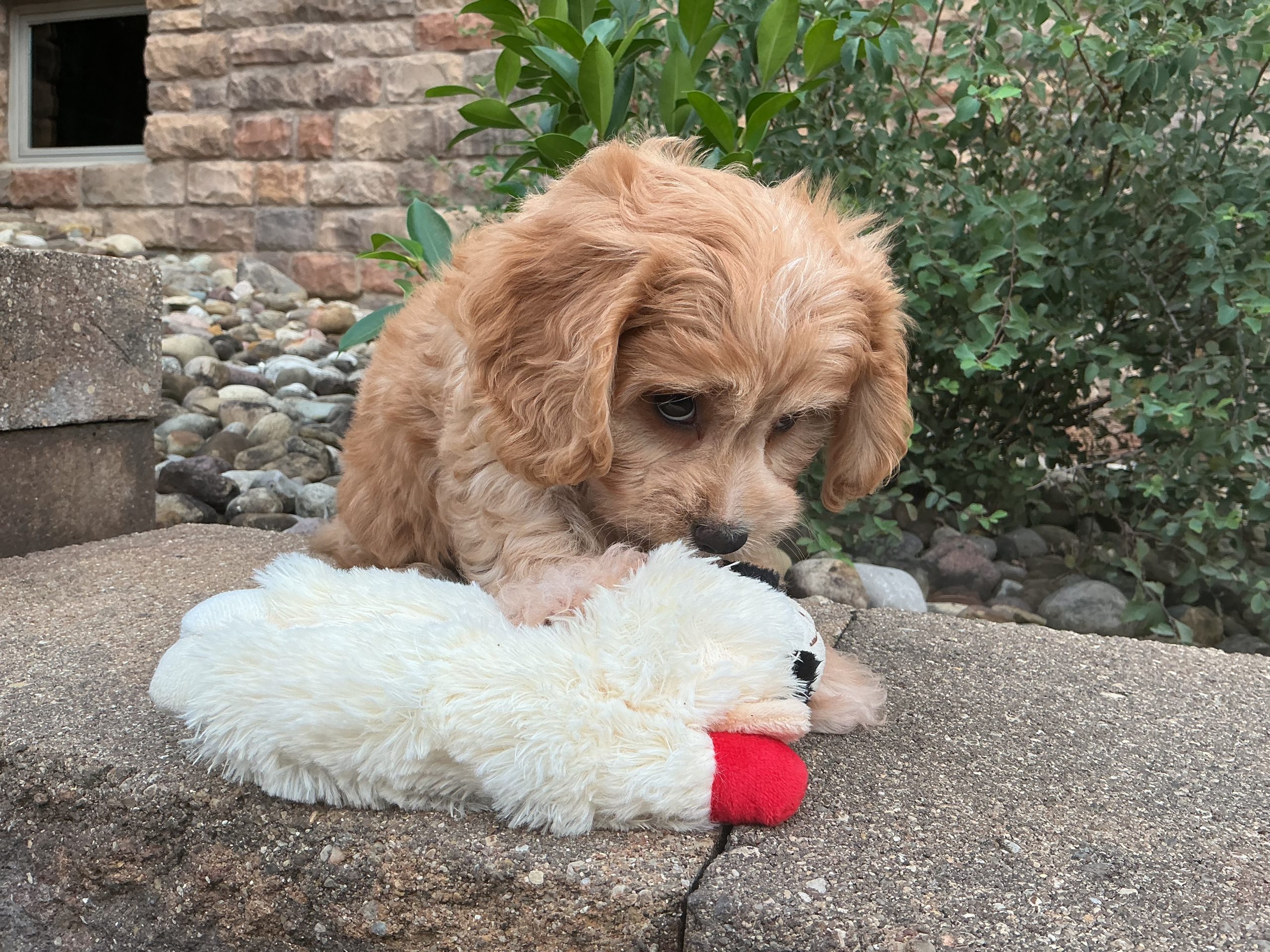 Mr. Cooper the Cavachon - Image 7