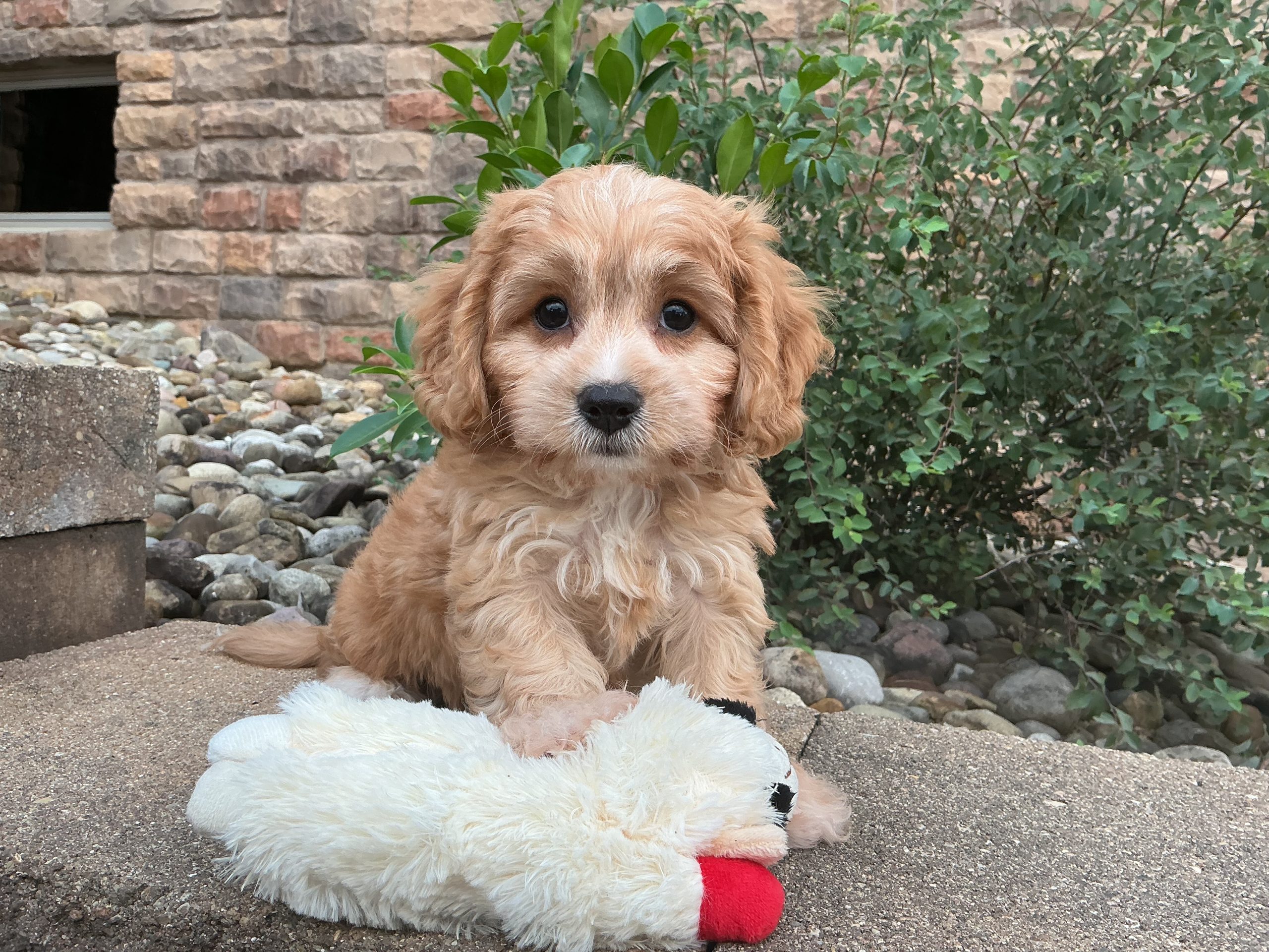 Mr. Cooper the Cavachon - Image 2