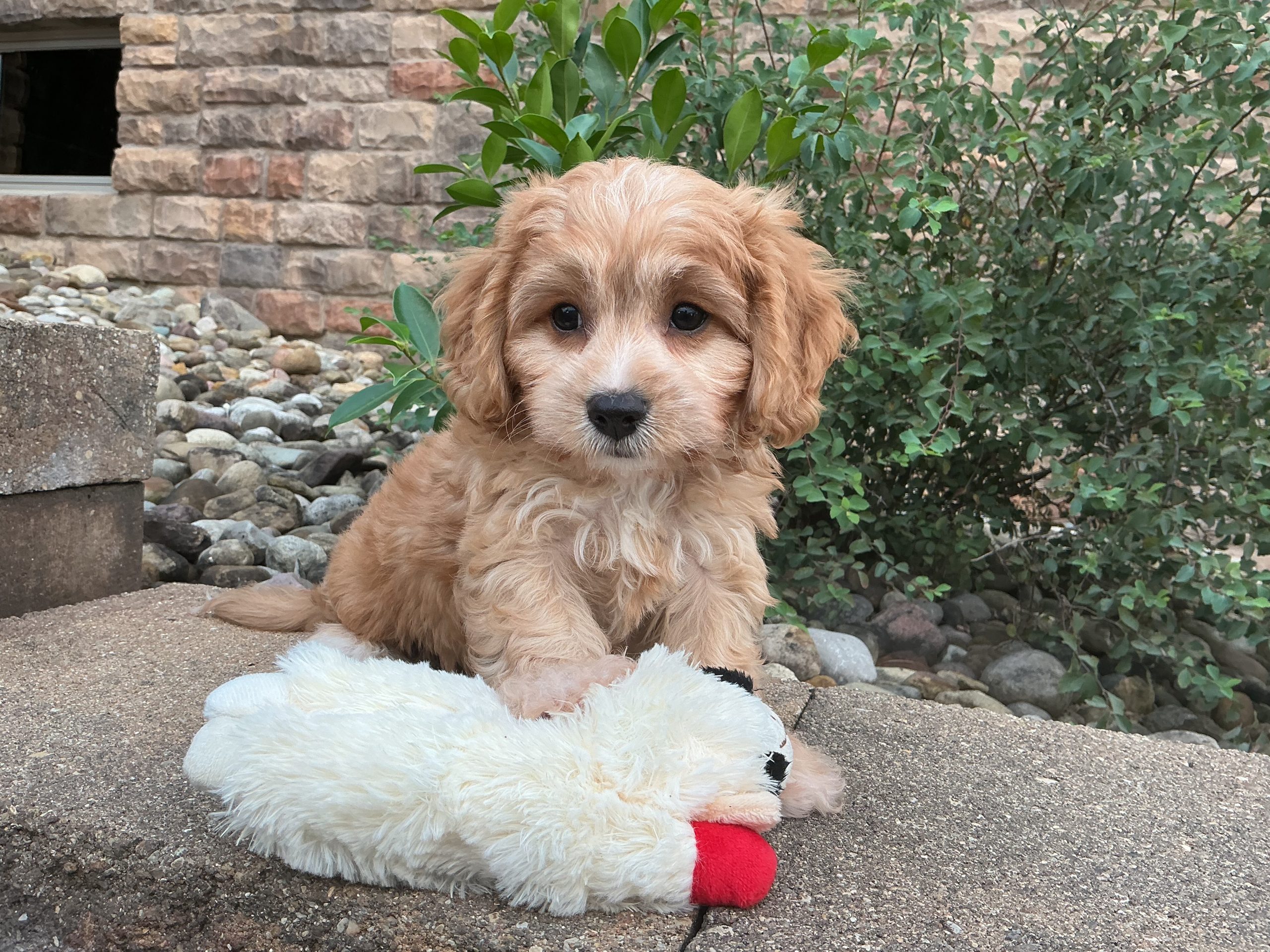Mr. Cooper the Cavachon - Image 6