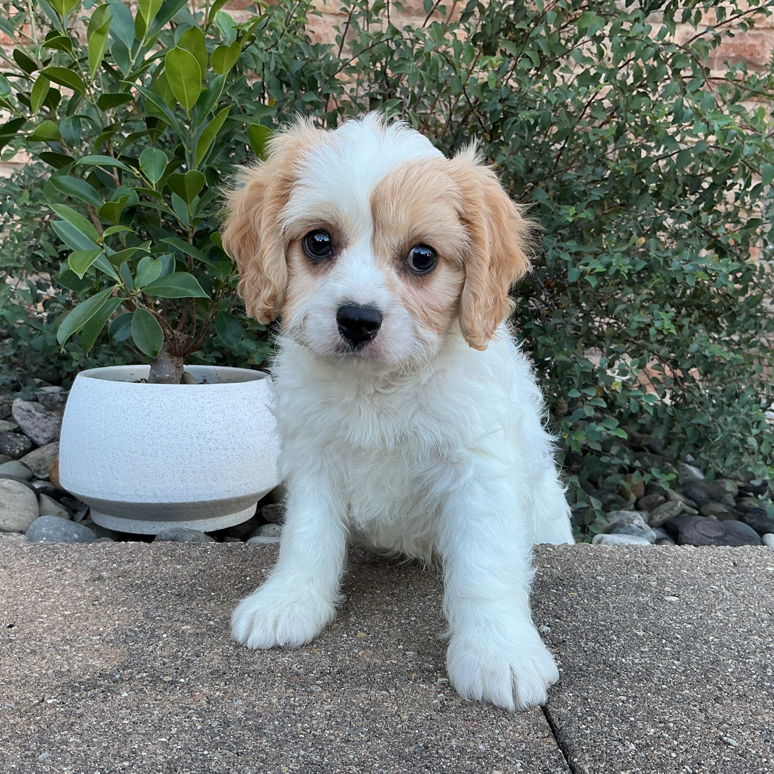 Mr. Leo the Cavachon - Image 2