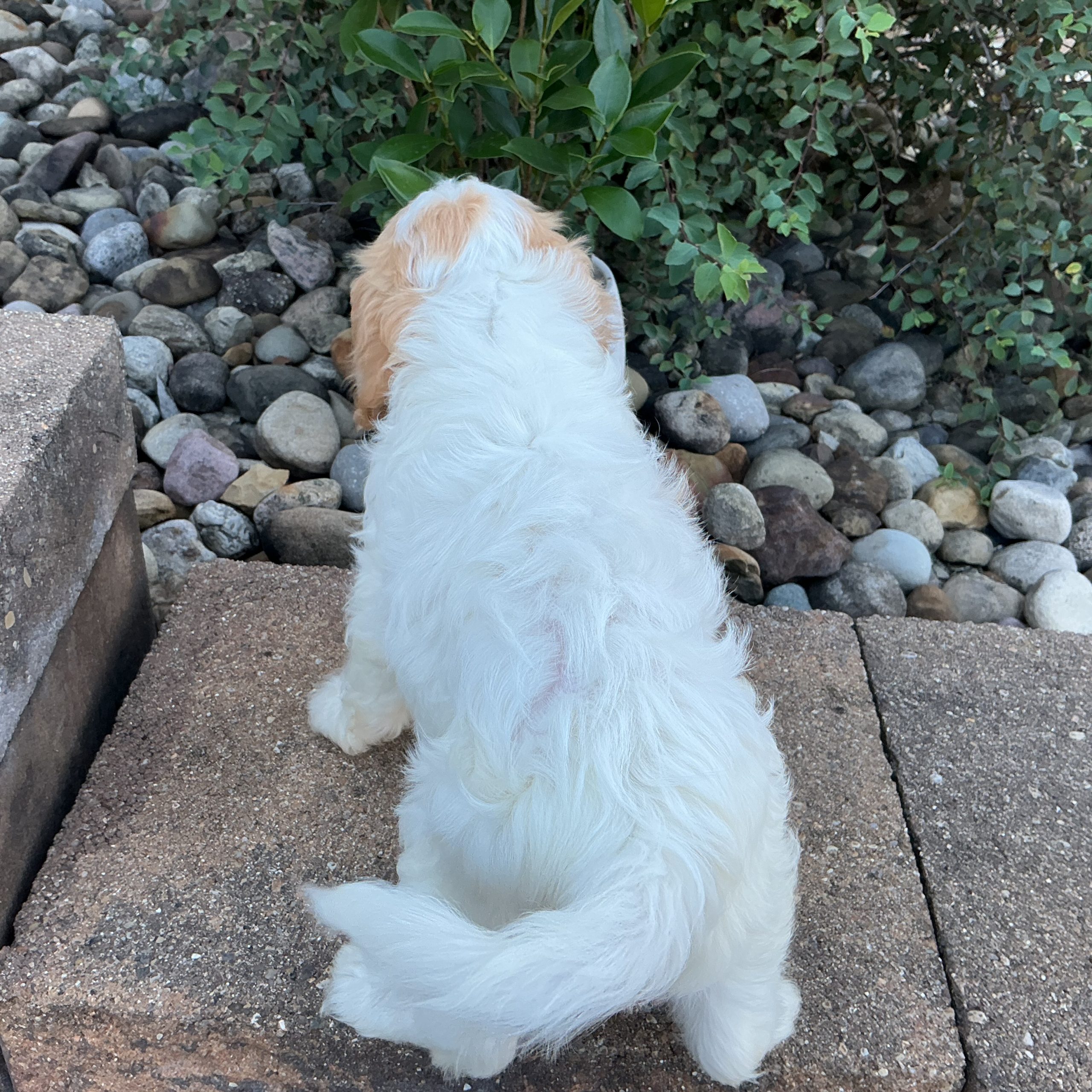 Mr. Leo the Cavachon - Image 3