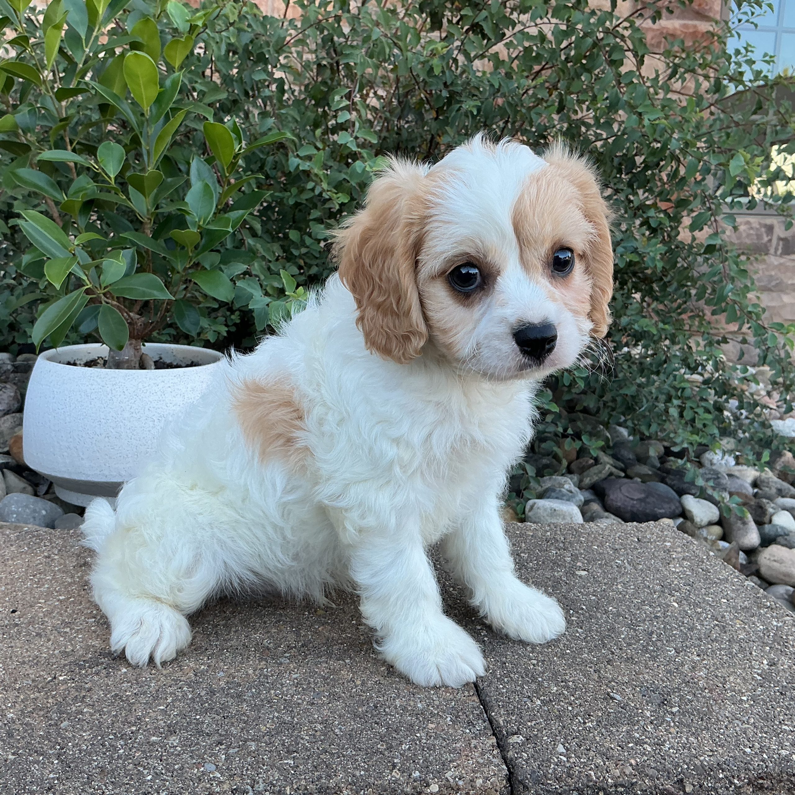 Mr. Leo the Cavachon - Image 4