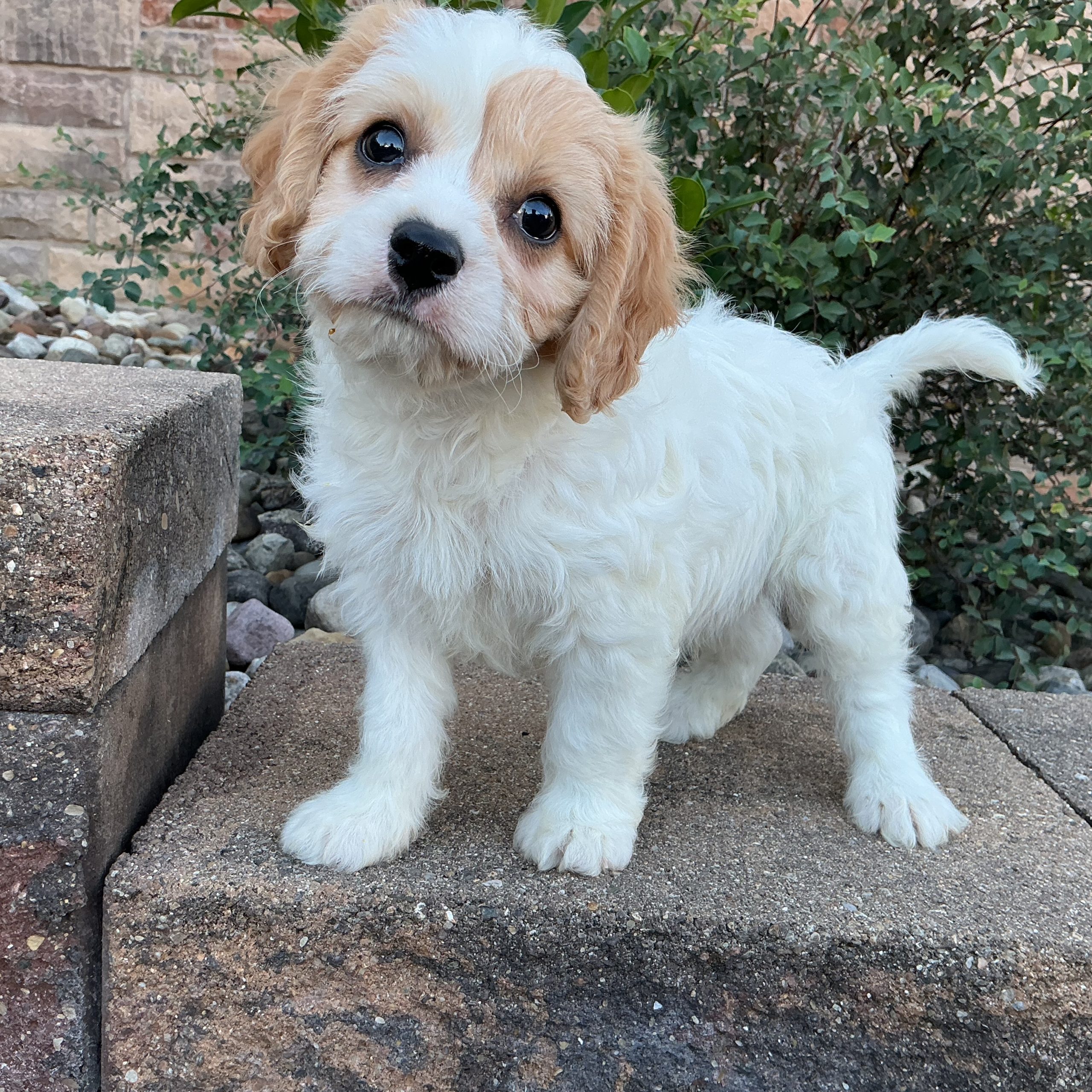 Mr. Leo the Cavachon