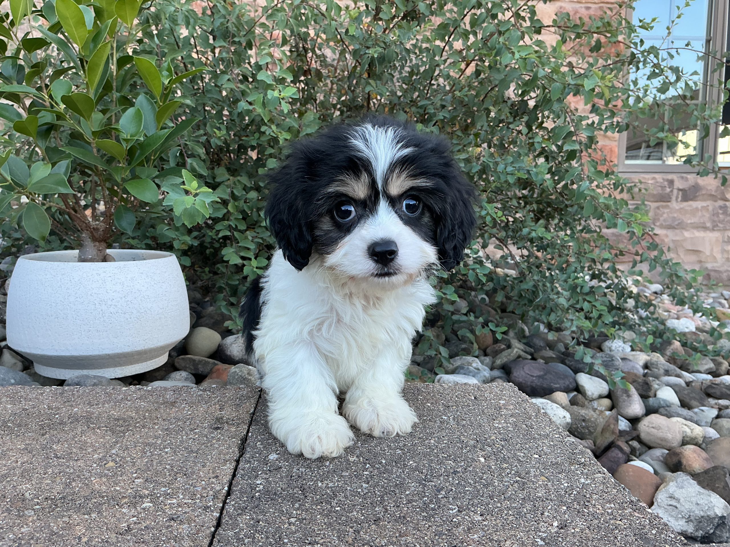 Ms. Coco the Cavachon