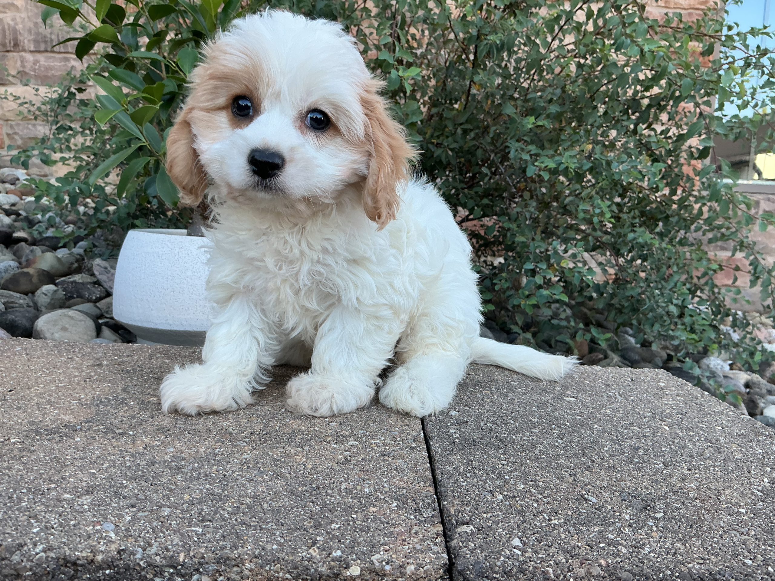 Ms. Luna the Cavachon