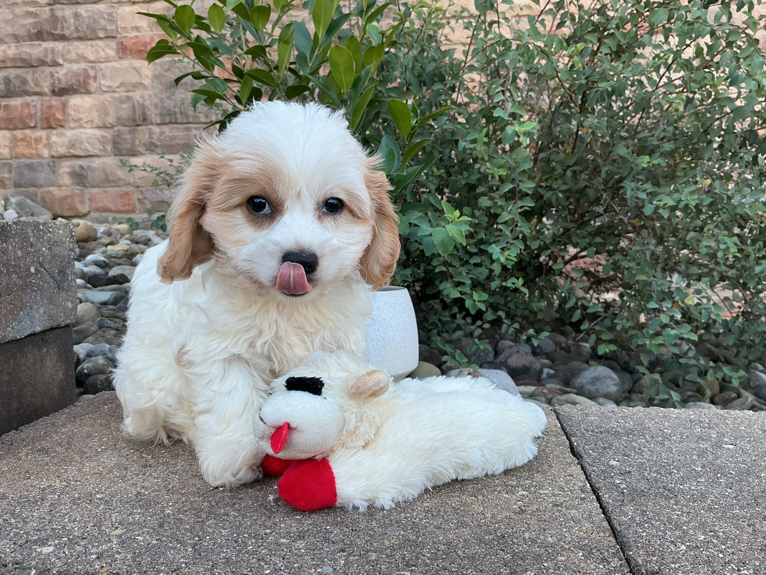 Ms. Luna the Cavachon - Image 3