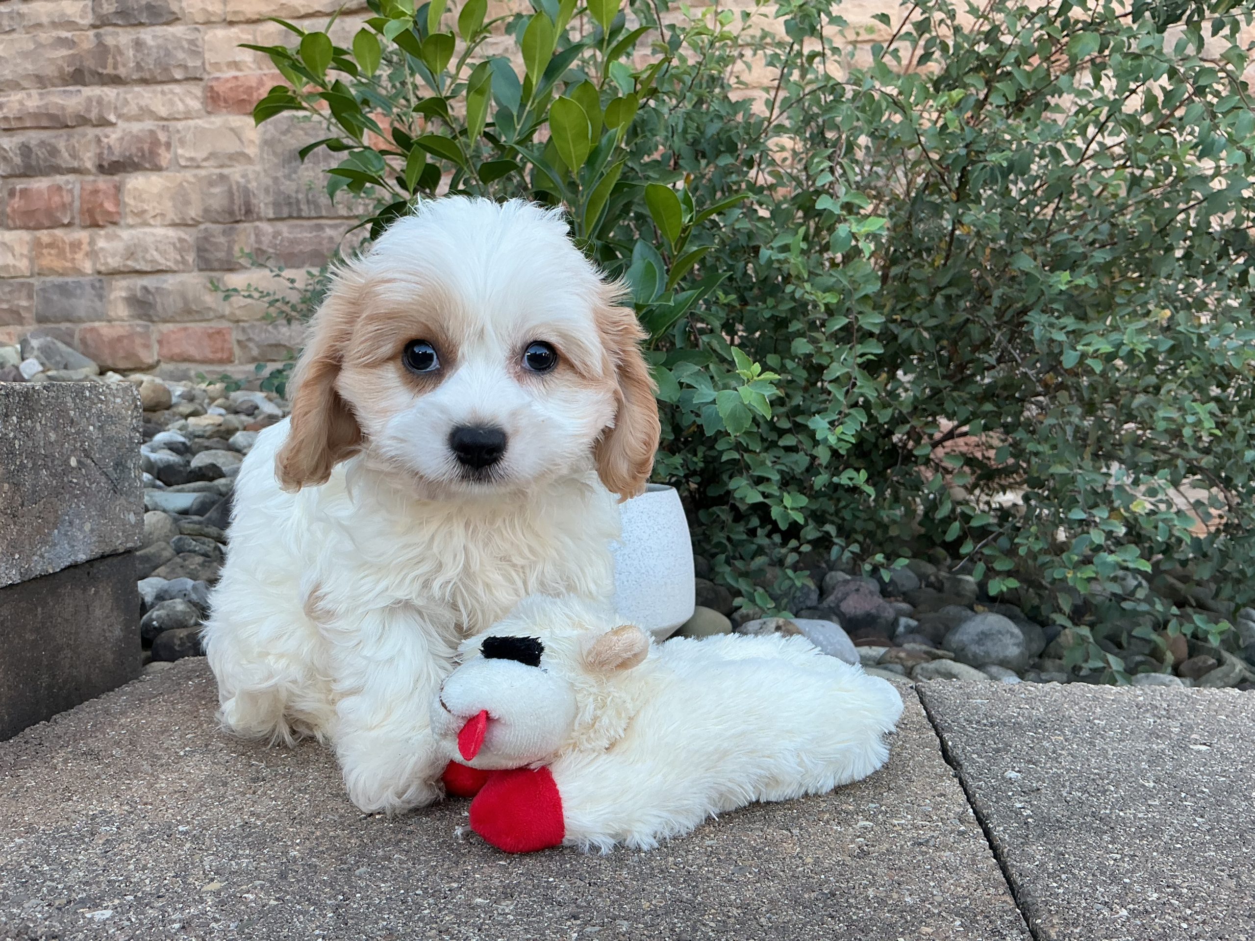 Ms. Luna the Cavachon - Image 4