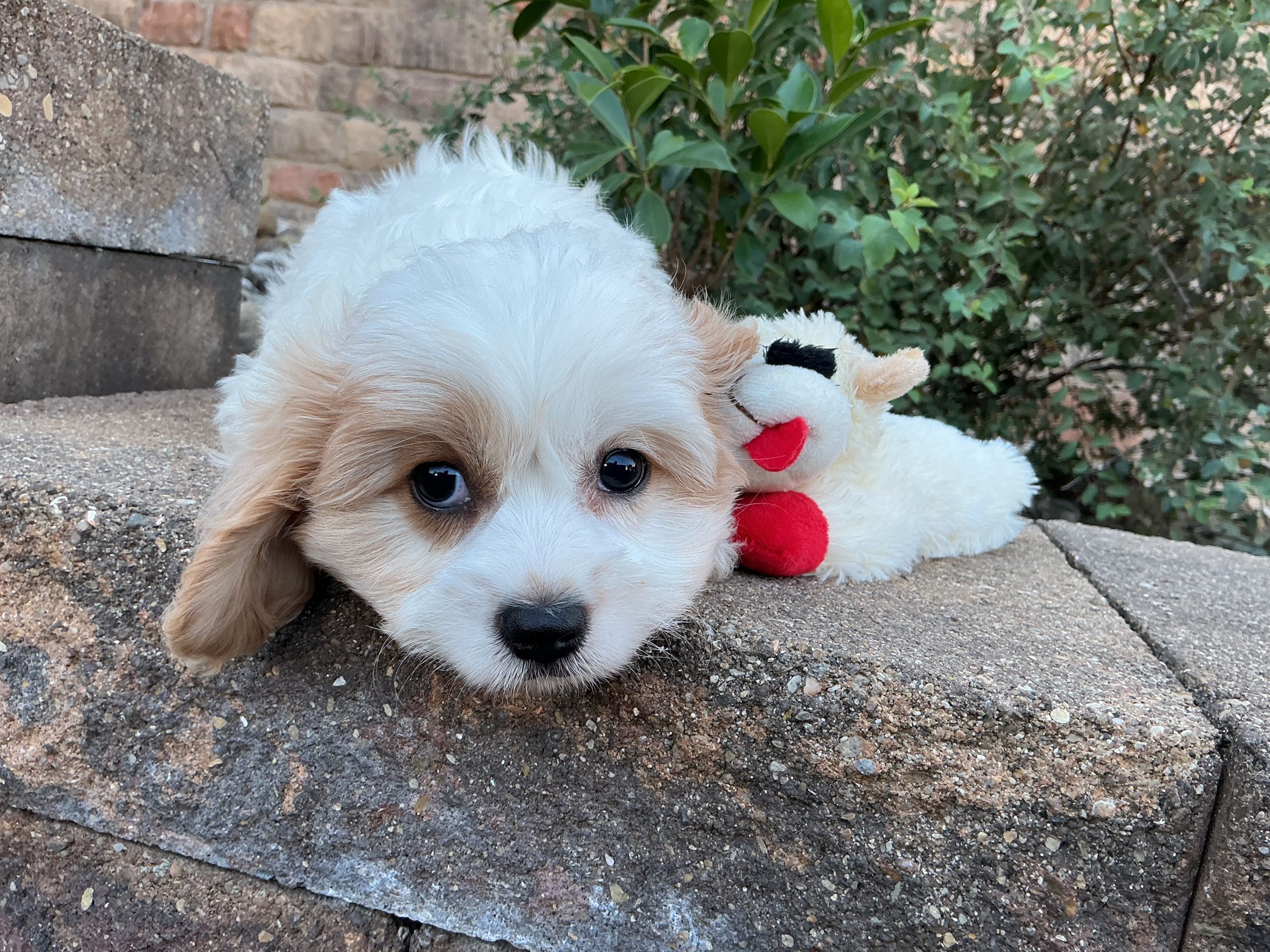 Ms. Luna the Cavachon - Image 2