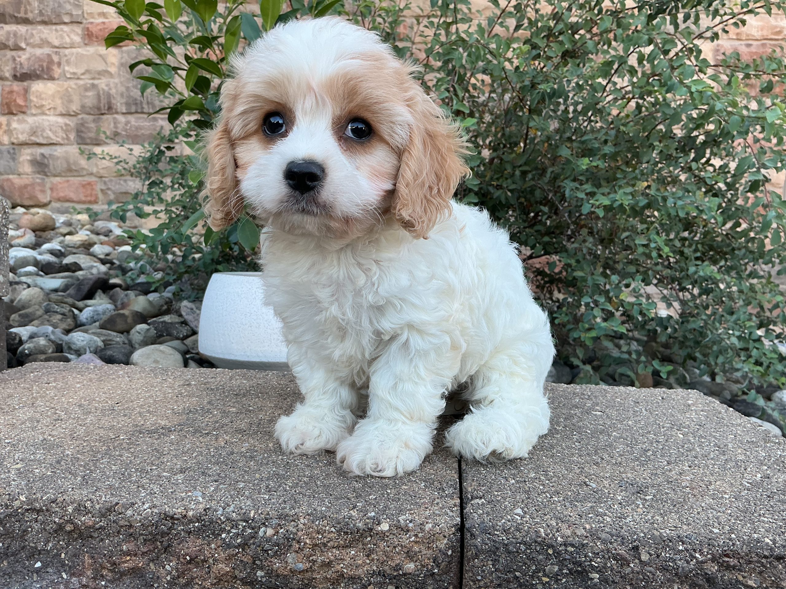 Ms. Lady the Cavachon - Image 2