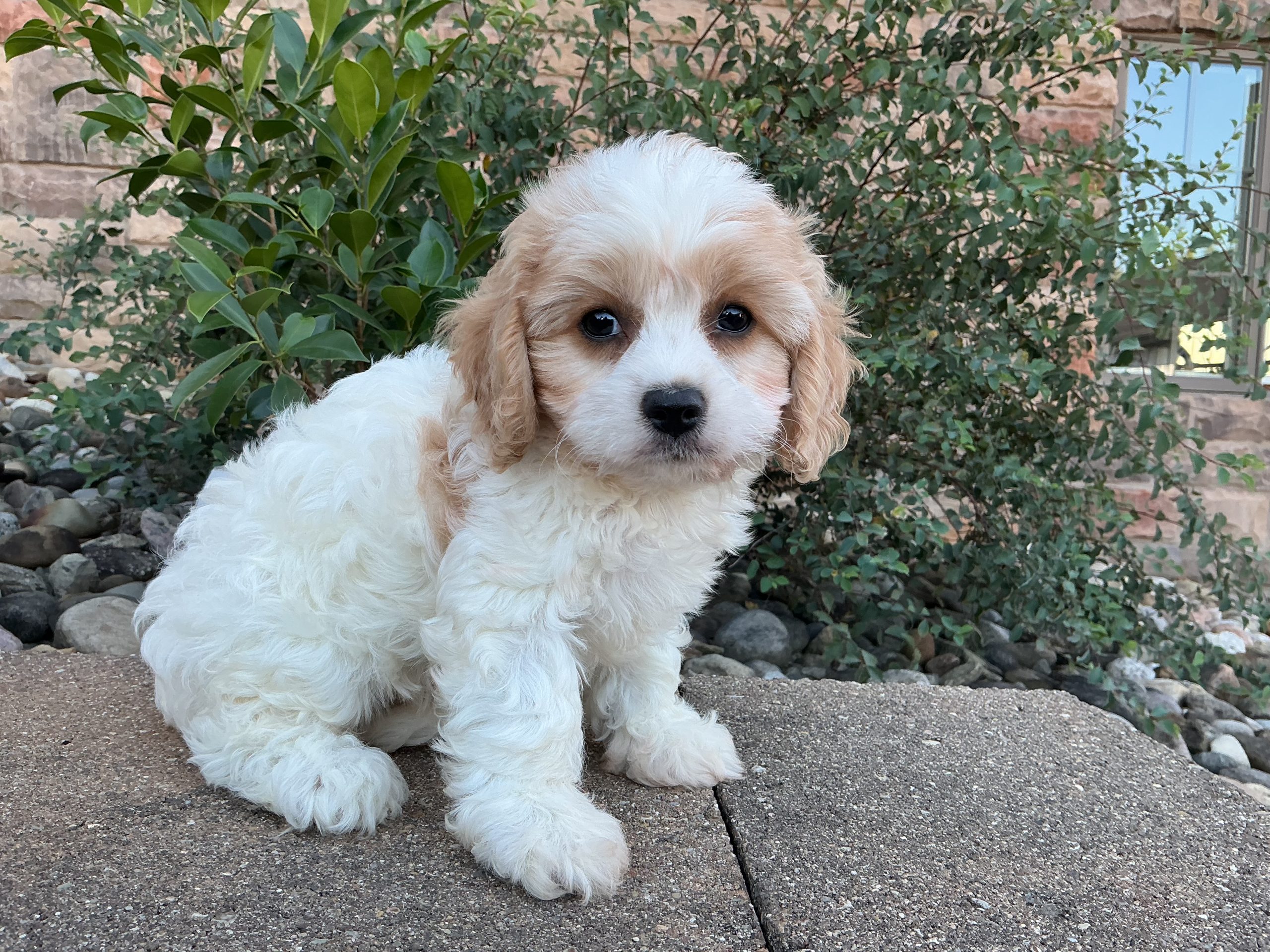 Ms. Lady the Cavachon - Image 3