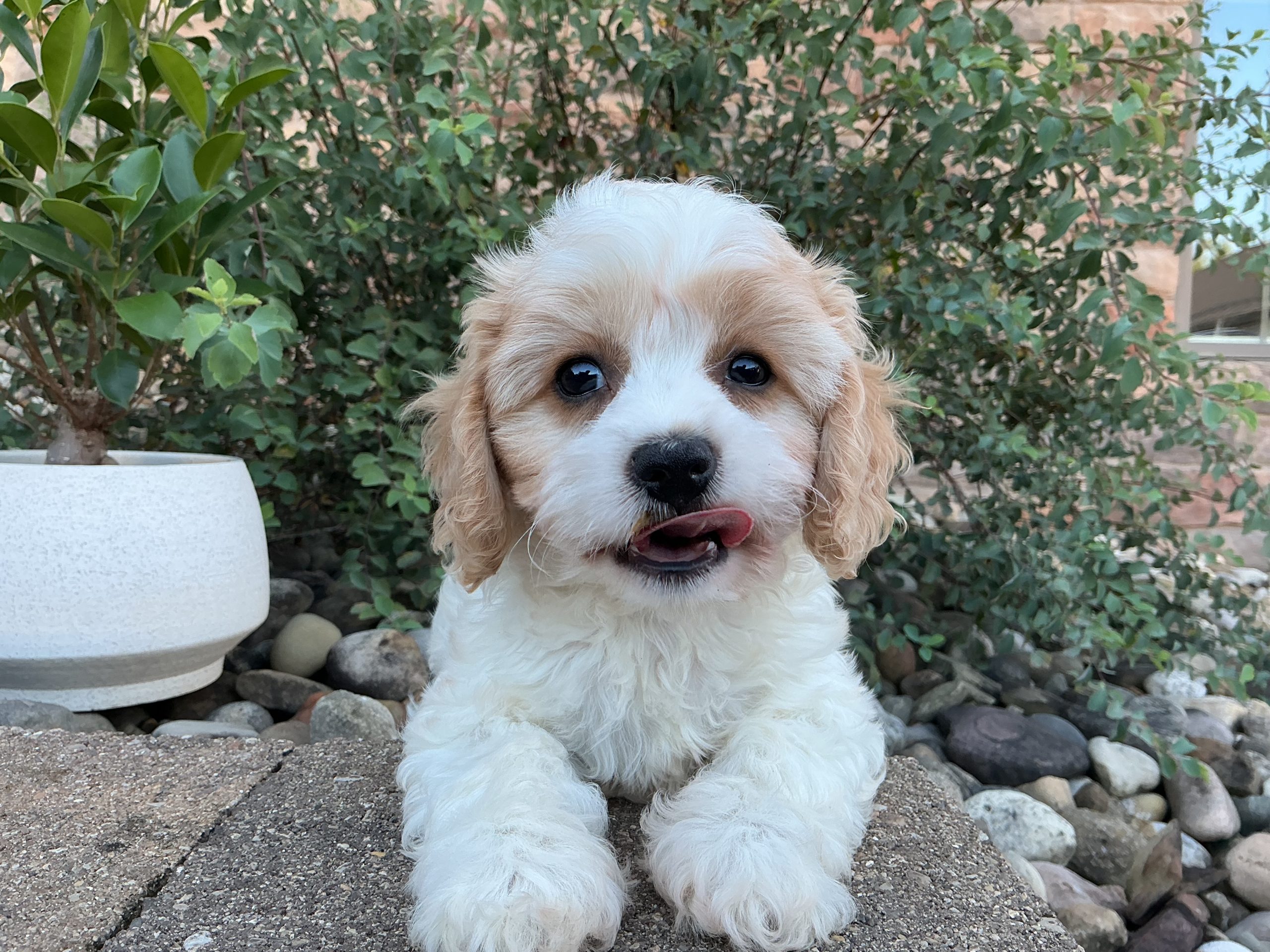 Ms. Lady the Cavachon - Image 4
