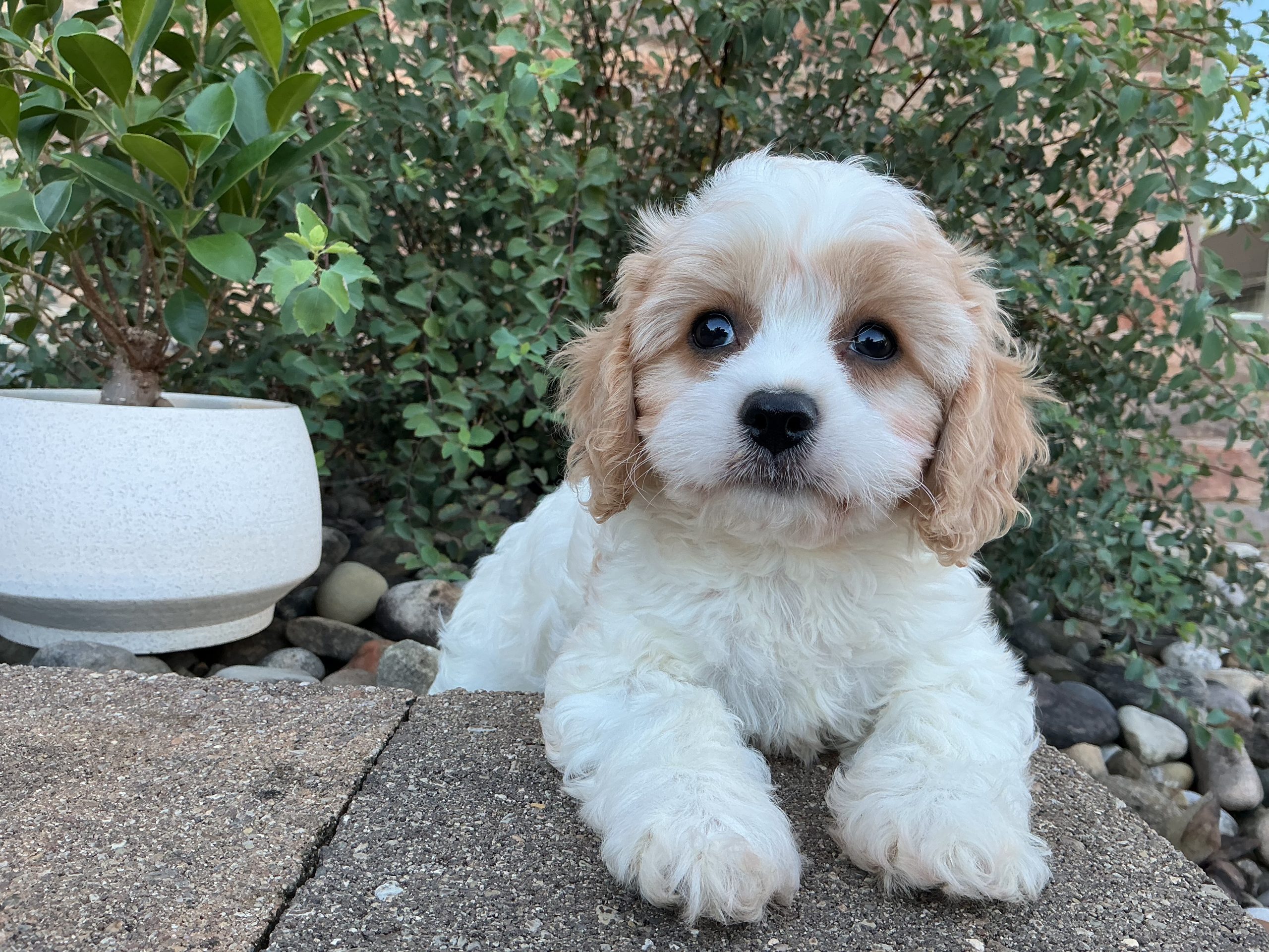 Ms. Lady the Cavachon