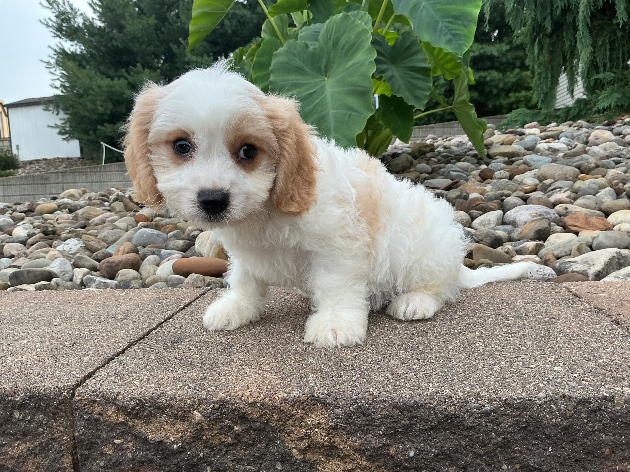 Mr. Skip the Cavachon - Image 4