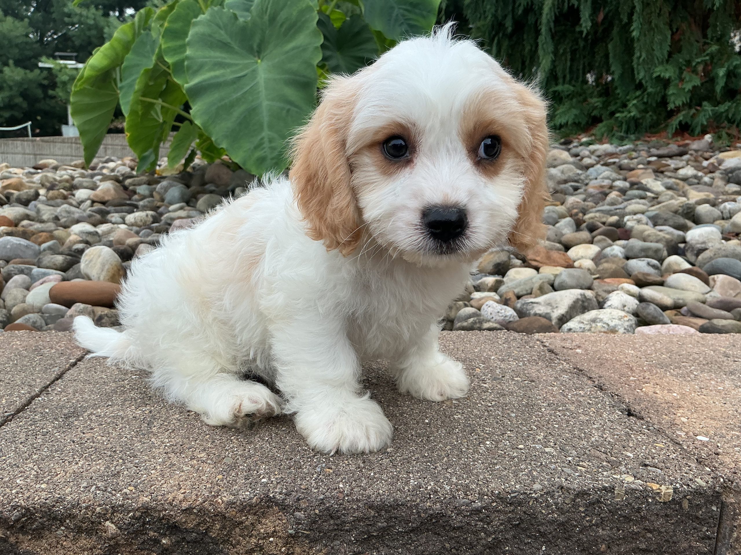 Mr. Skip the Cavachon