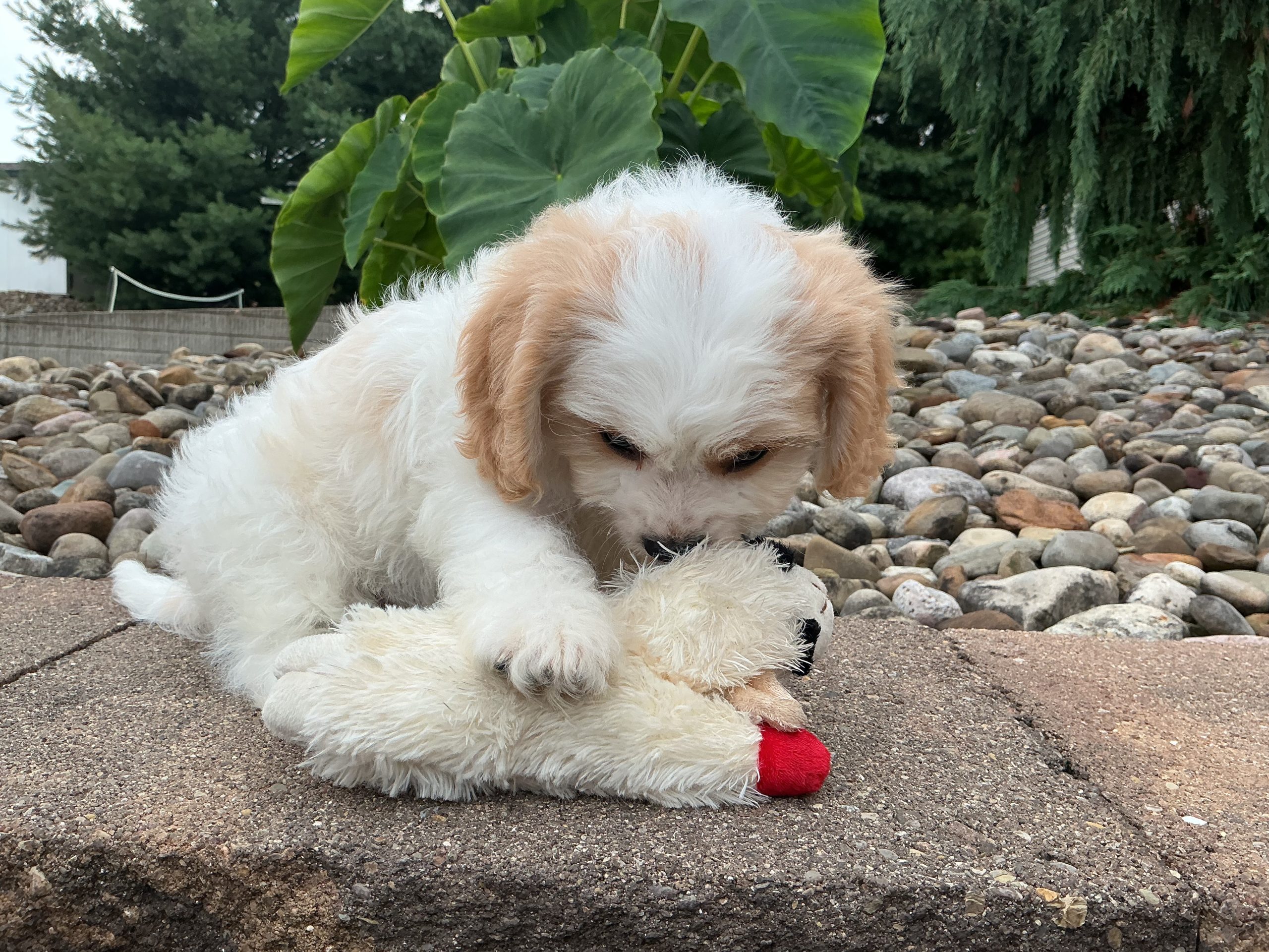 Mr. Skip the Cavachon - Image 2