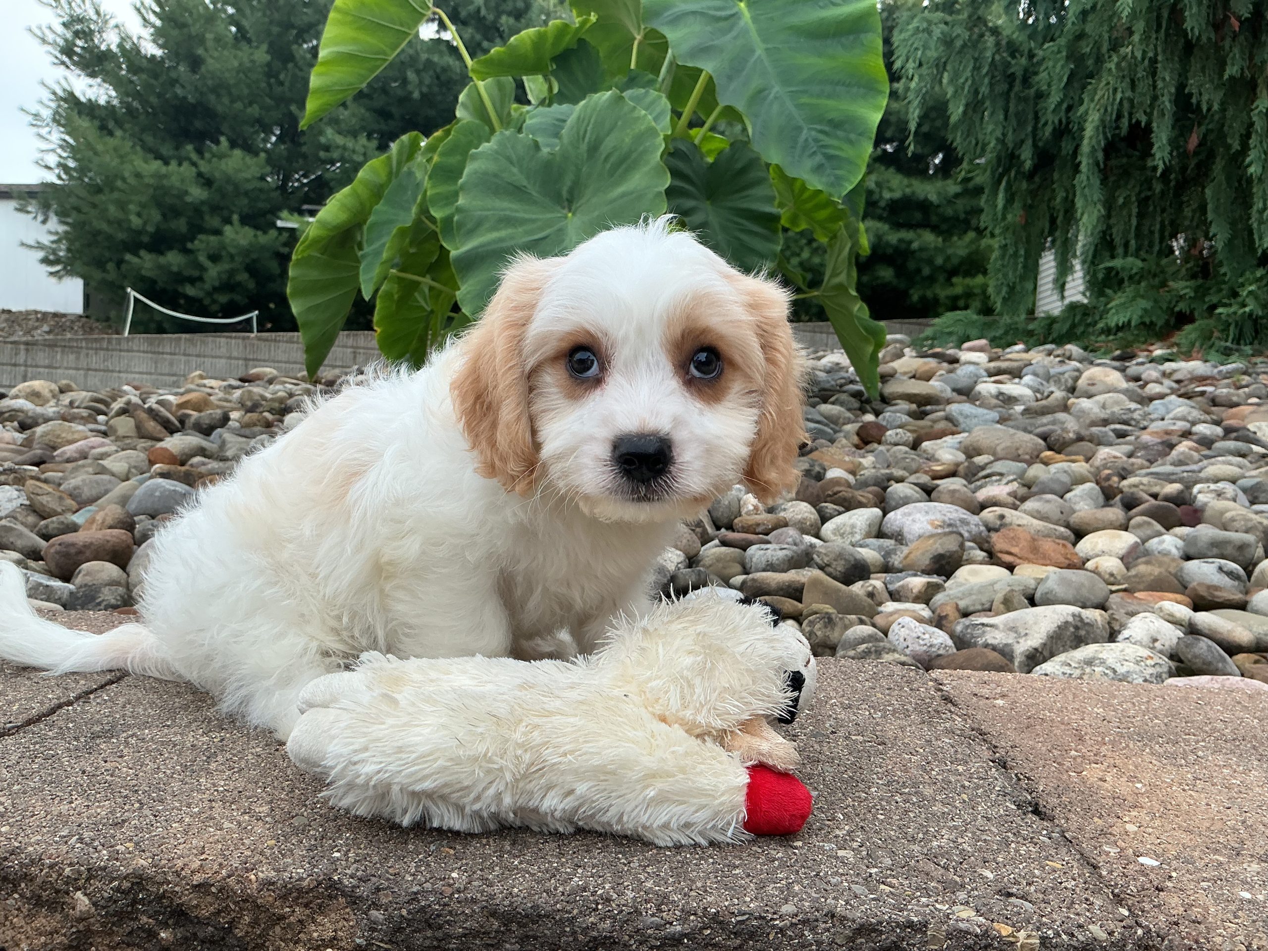 Mr. Skip the Cavachon - Image 3