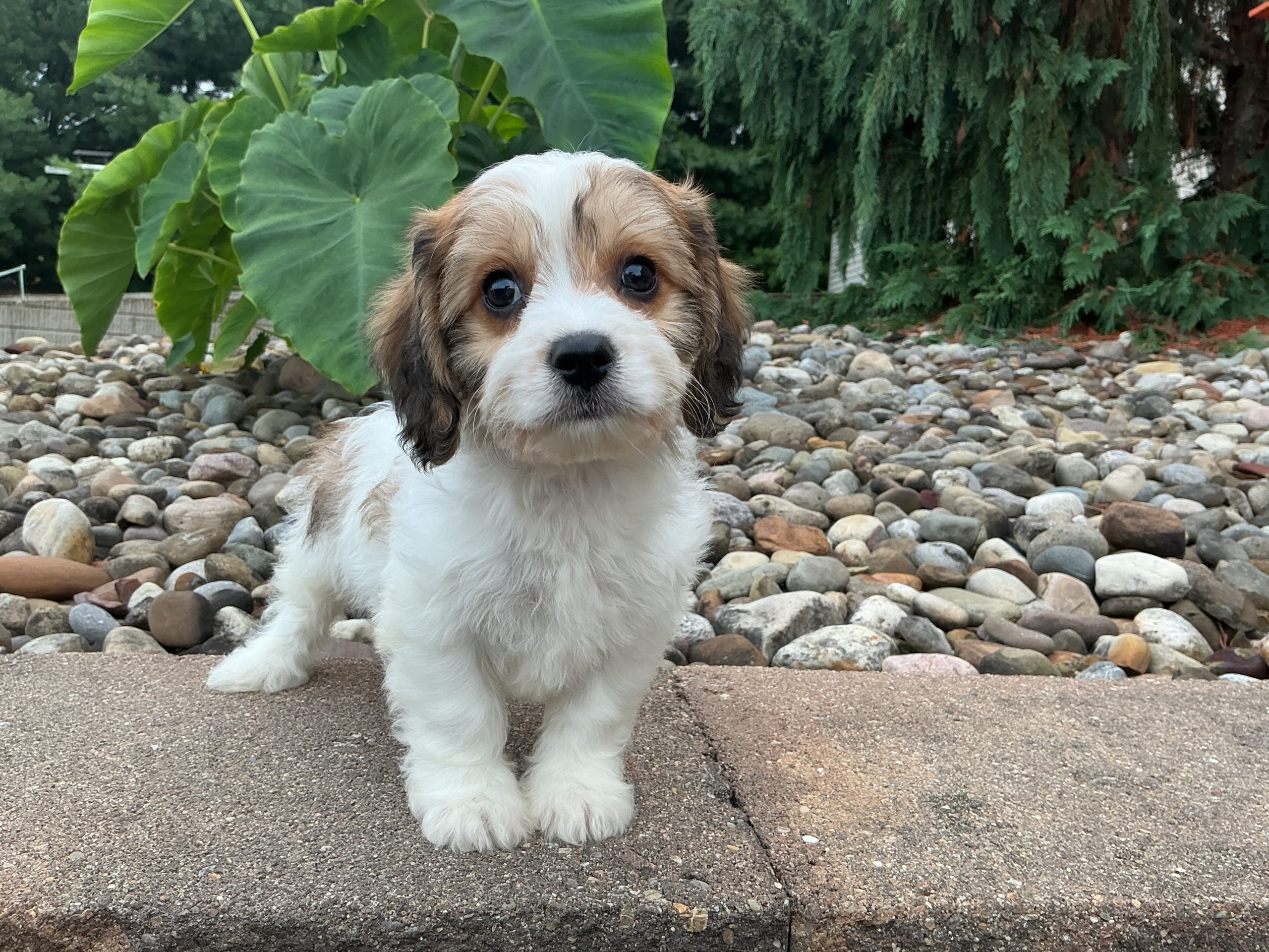 Mr. Snickers the Cavachon - Image 2