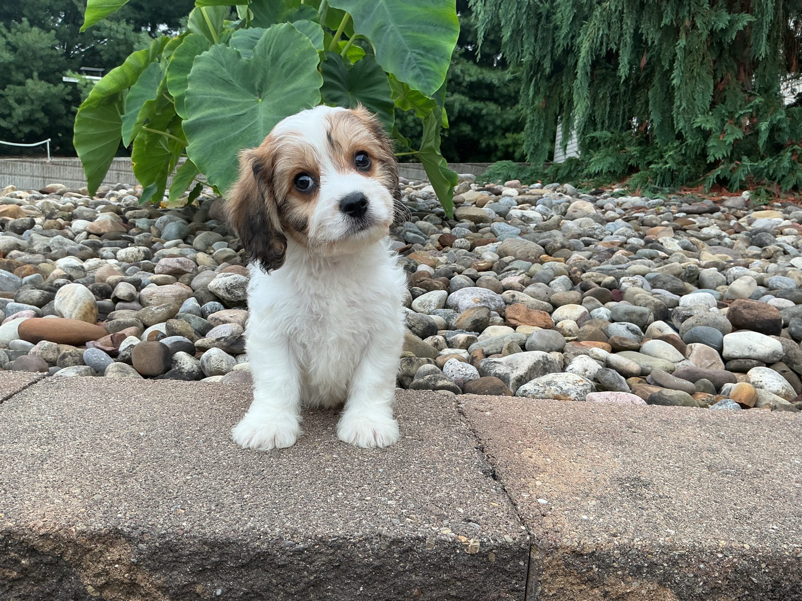 Mr. Snickers the Cavachon - Image 4