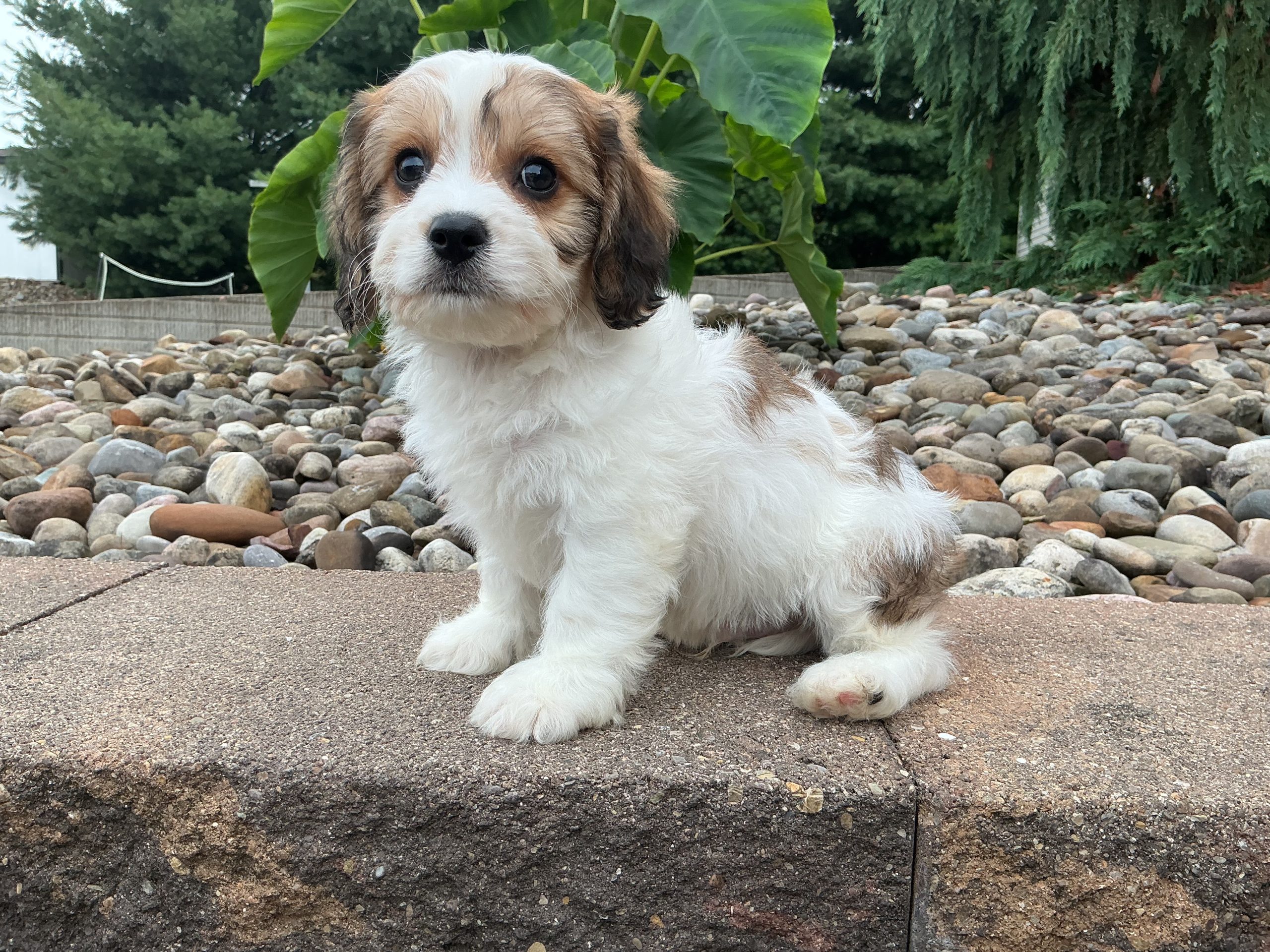 Mr. Snickers the Cavachon - Image 5