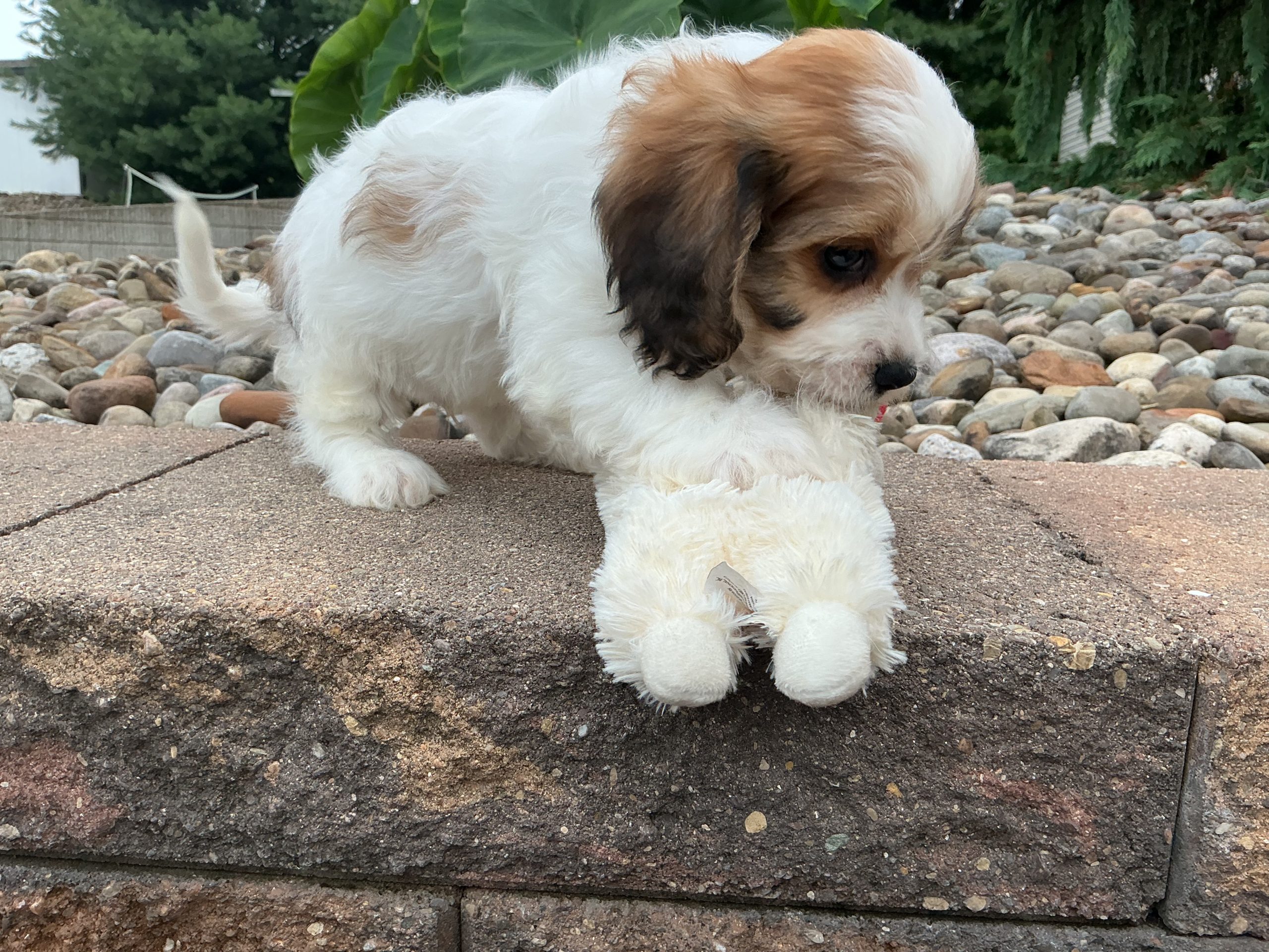 Mr. Snickers the Cavachon - Image 3
