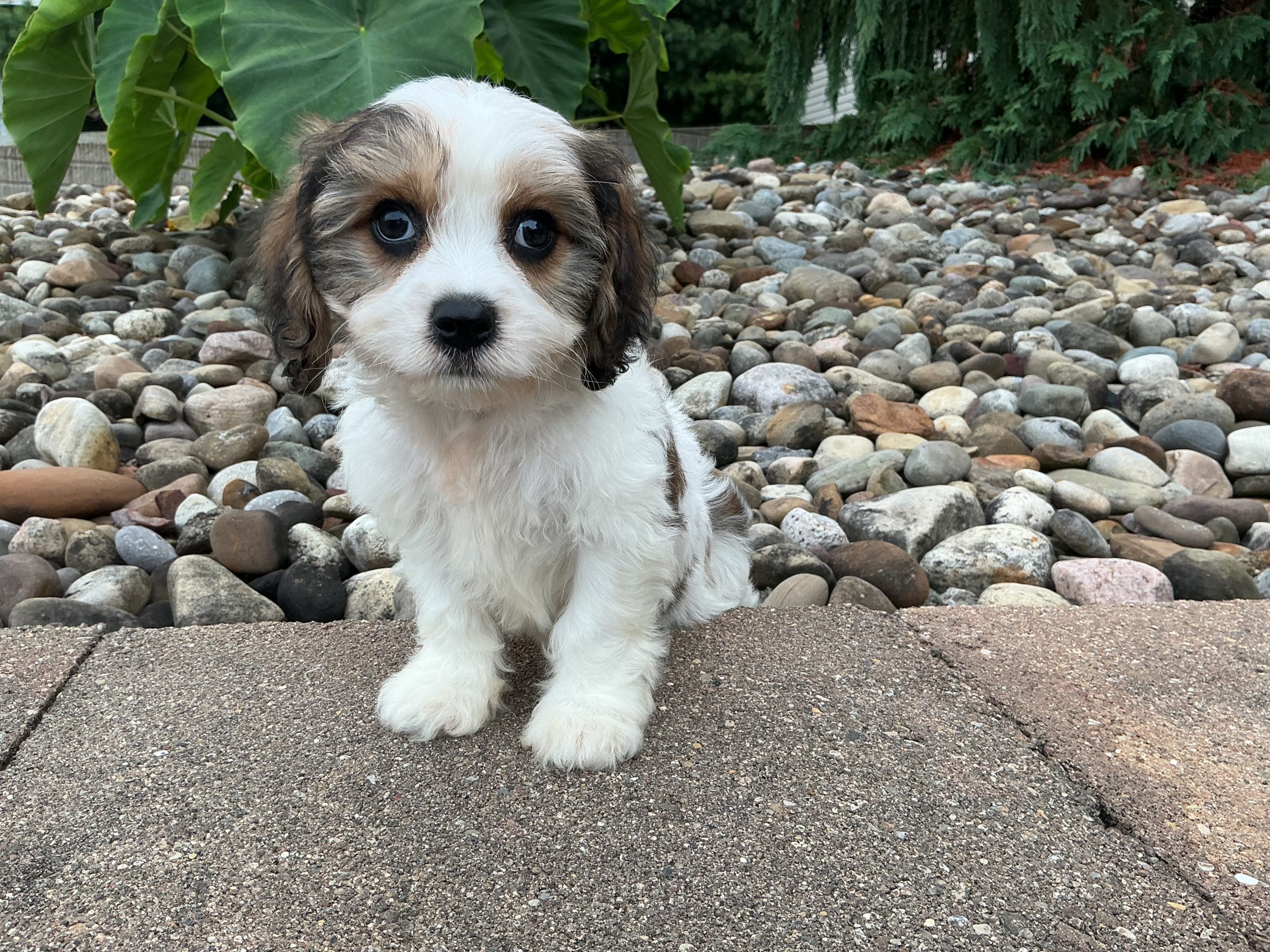 Mr. Snickers the Cavachon
