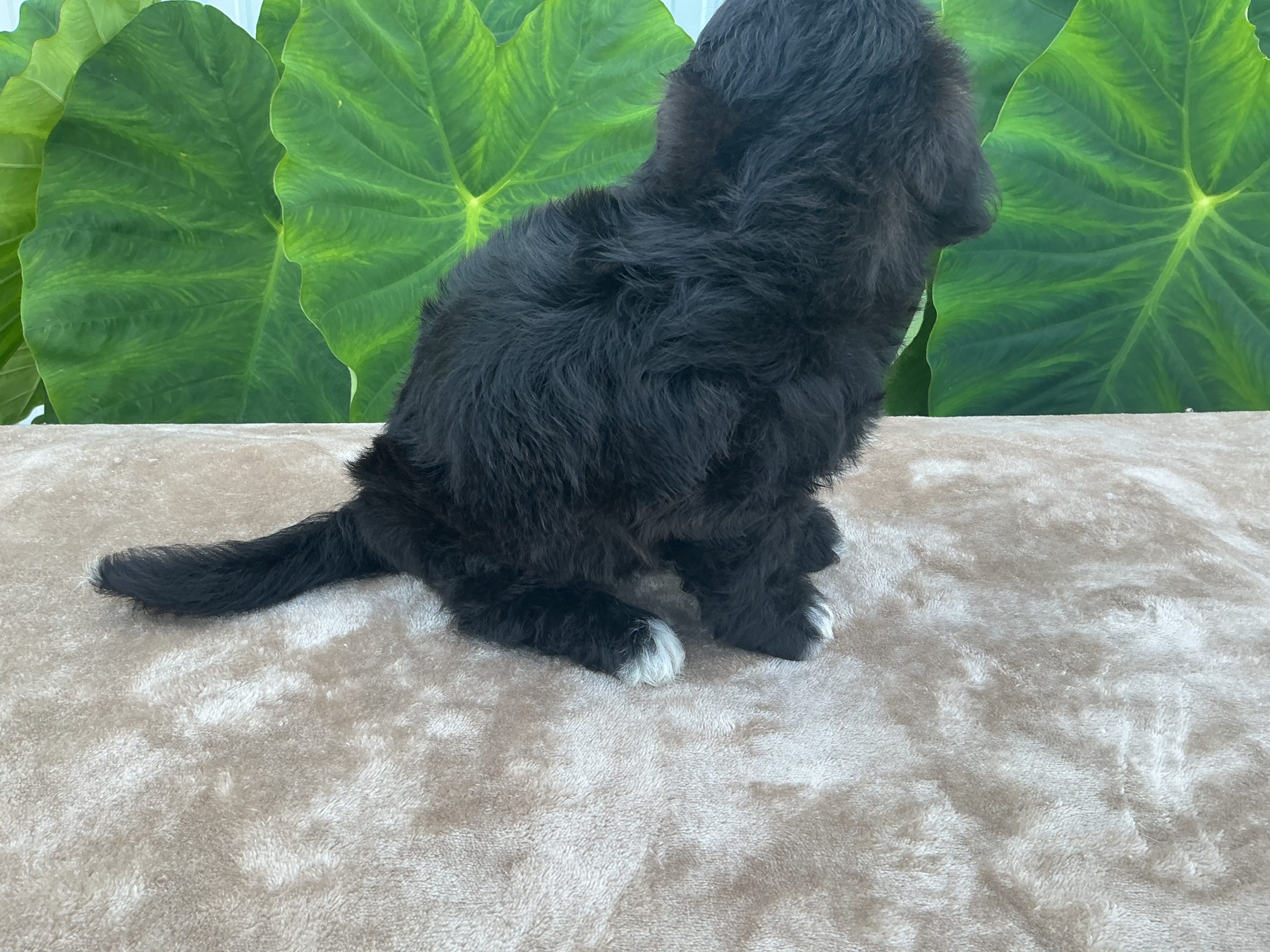 Mr. Beau the Cavachon - Image 2
