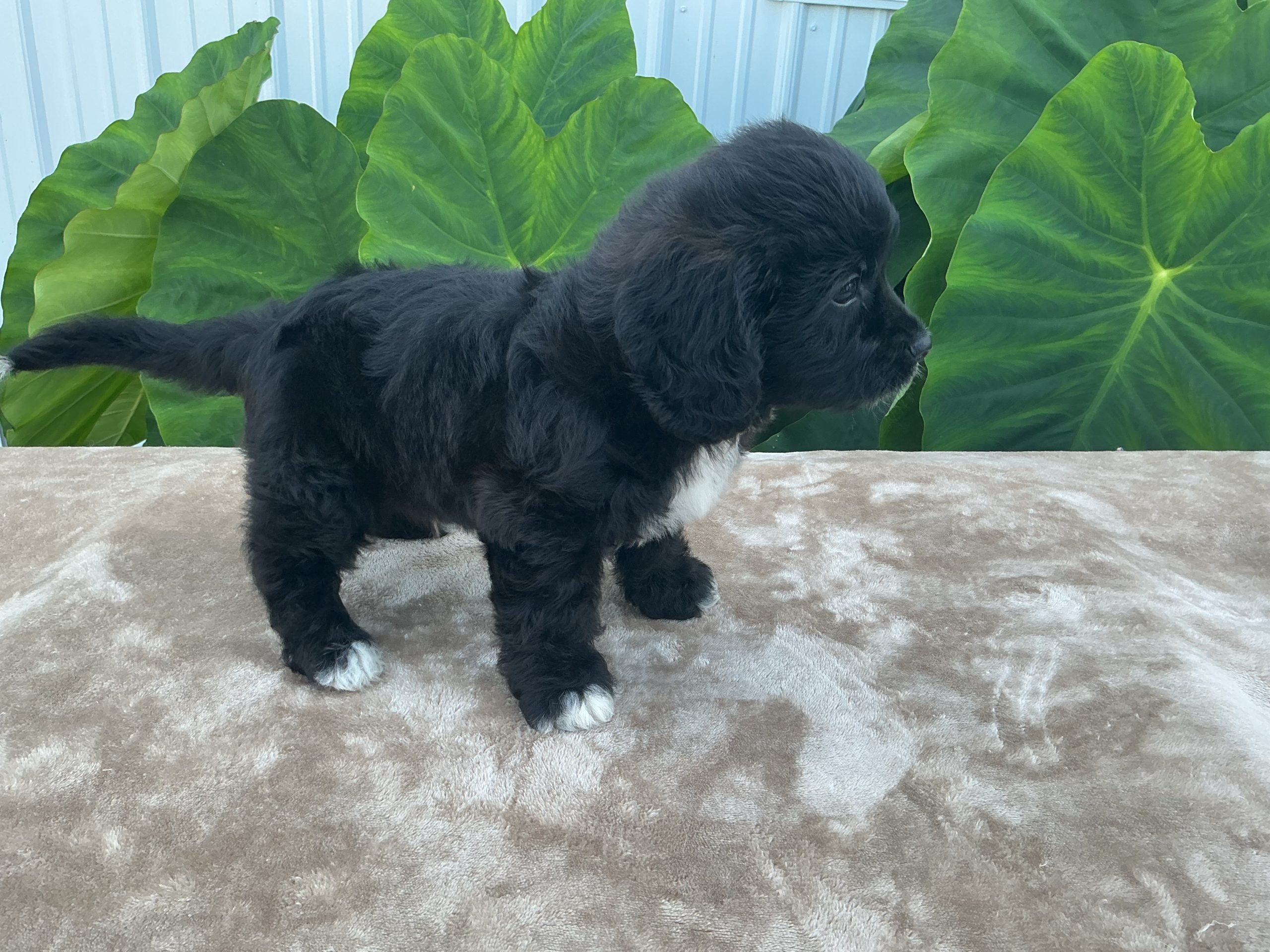 Mr. Beau the Cavachon - Image 4