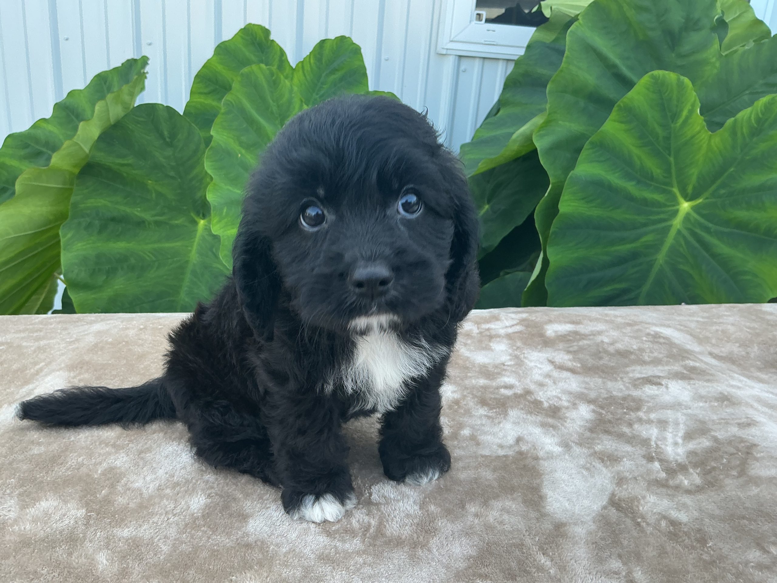 Mr. Beau the Cavachon - Image 5