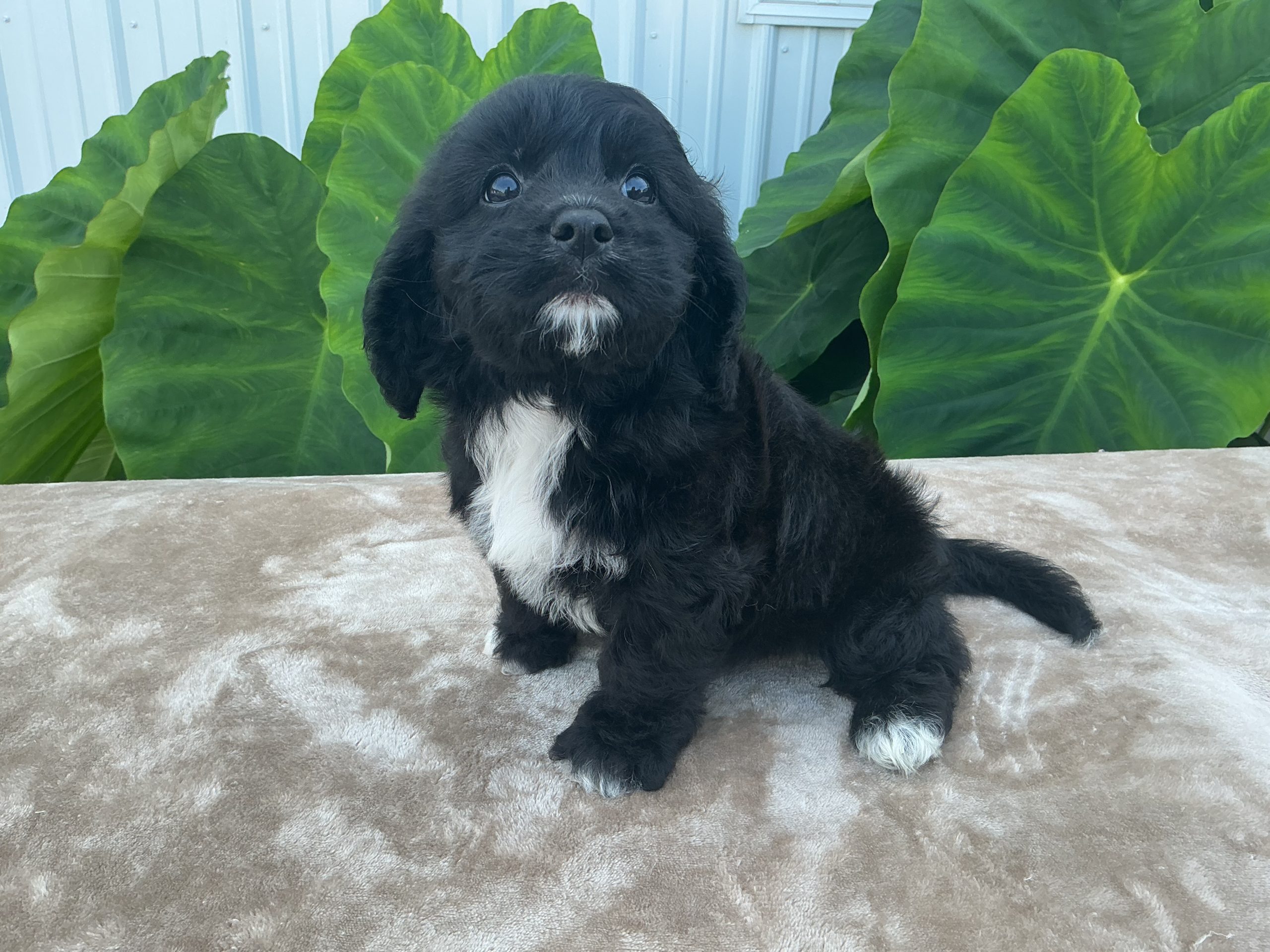 Mr. Beau the Cavachon - Image 3