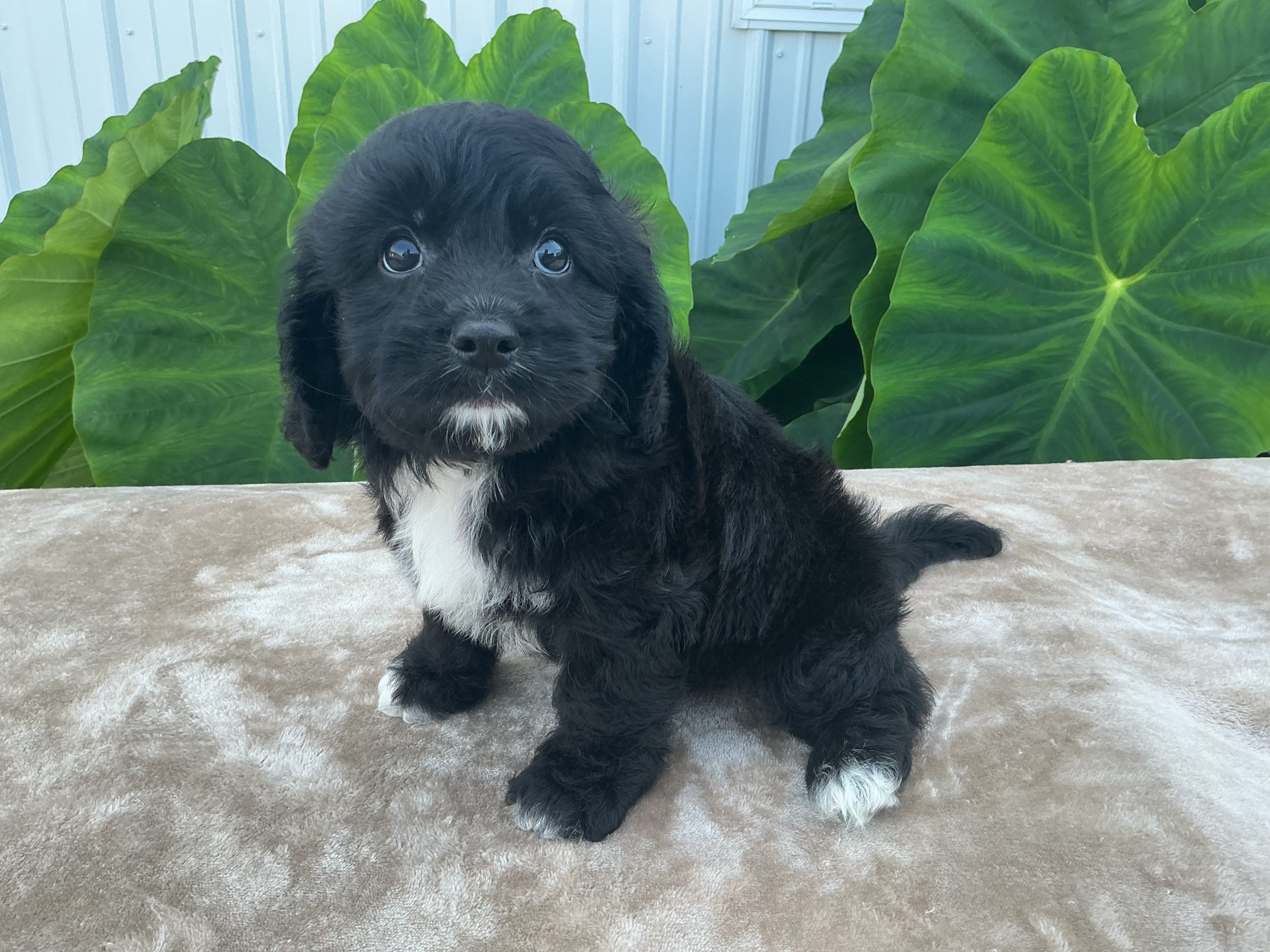 Mr. Beau the Cavachon