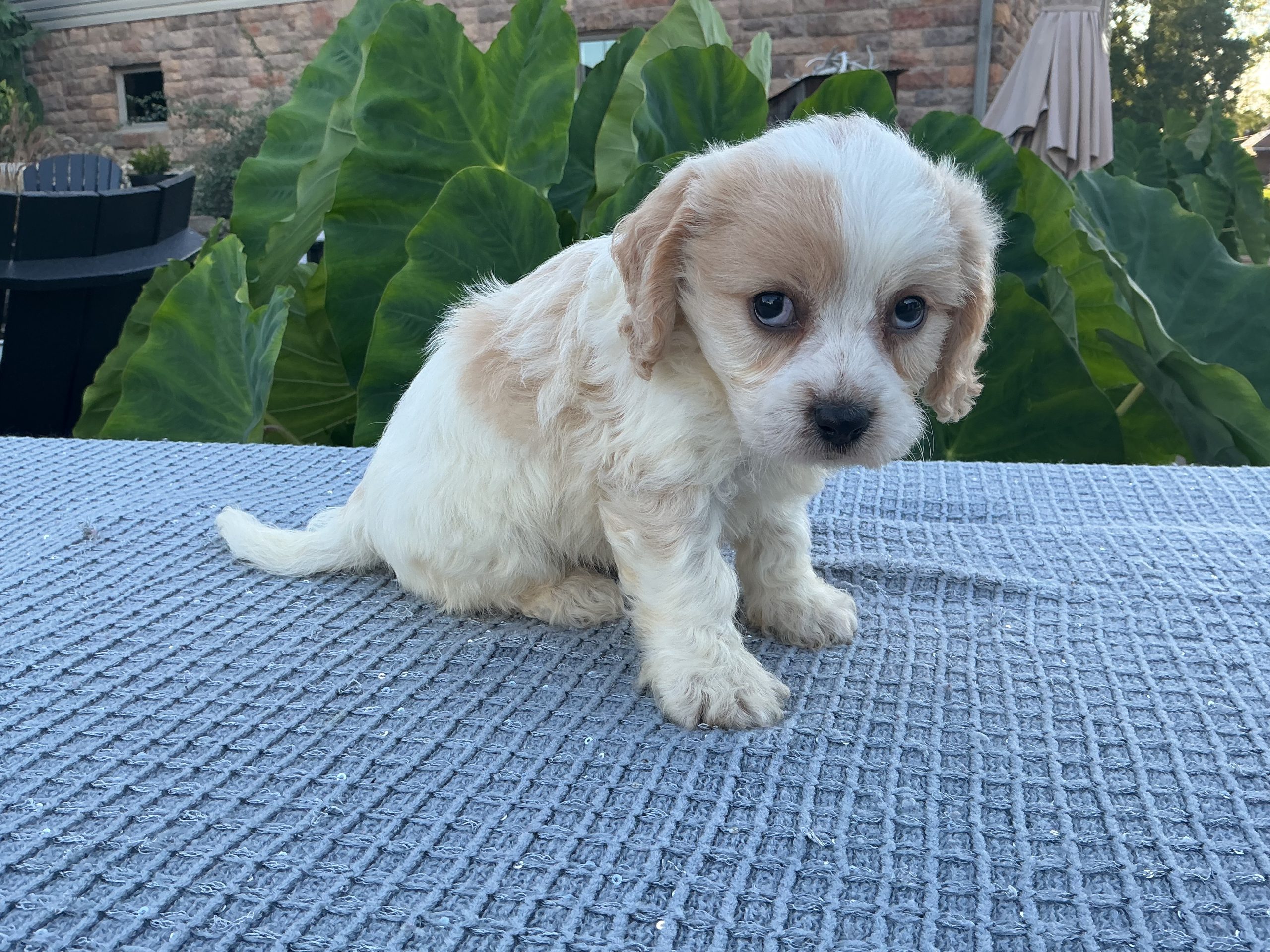 Mr. Luke the Cavachon - Image 2