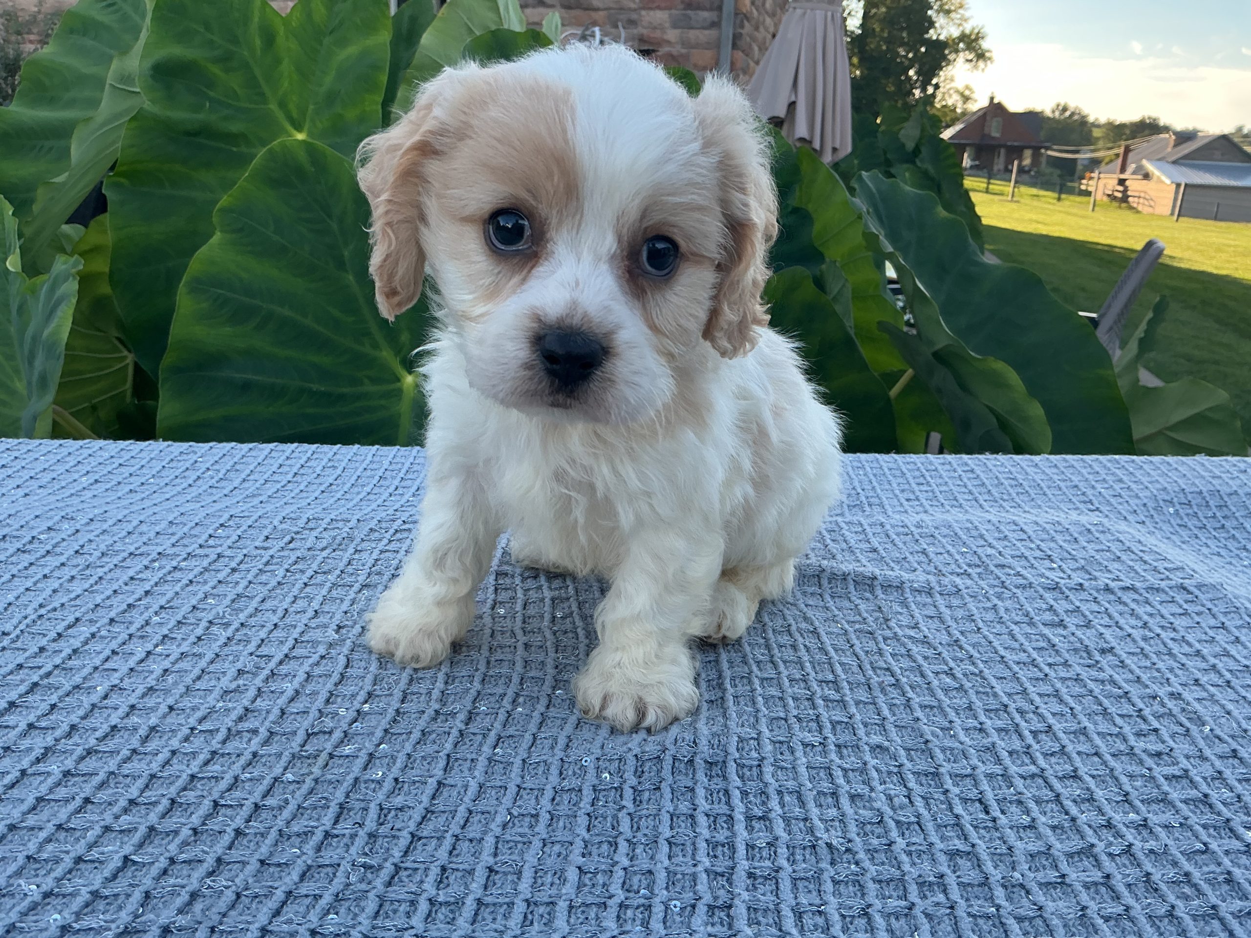 Mr. Luke the Cavachon
