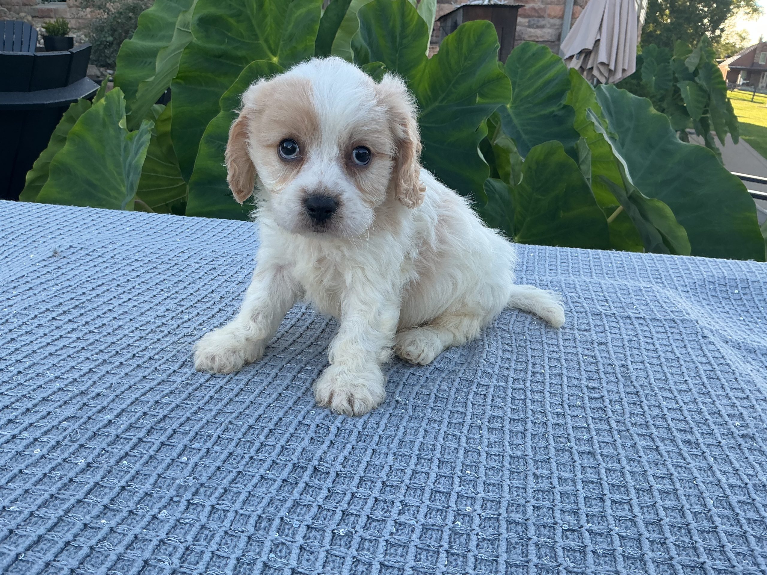 Mr. Luke the Cavachon - Image 3