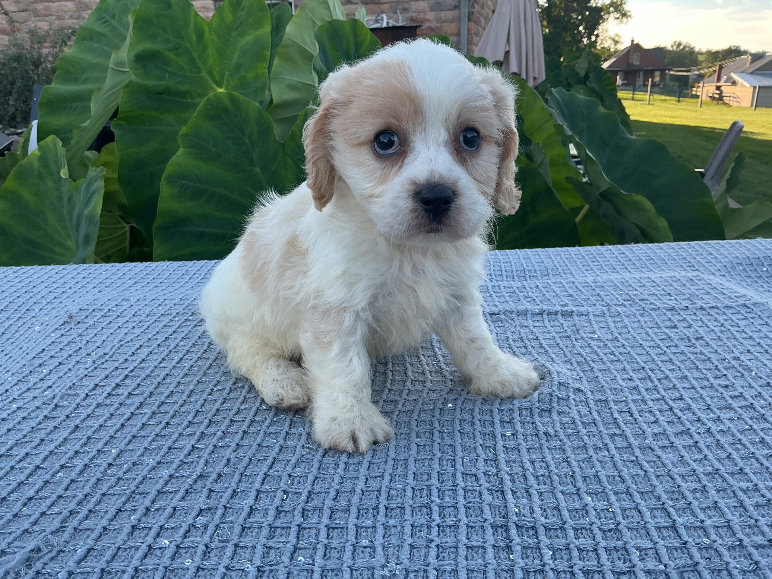 Mr. Luke the Cavachon - Image 4