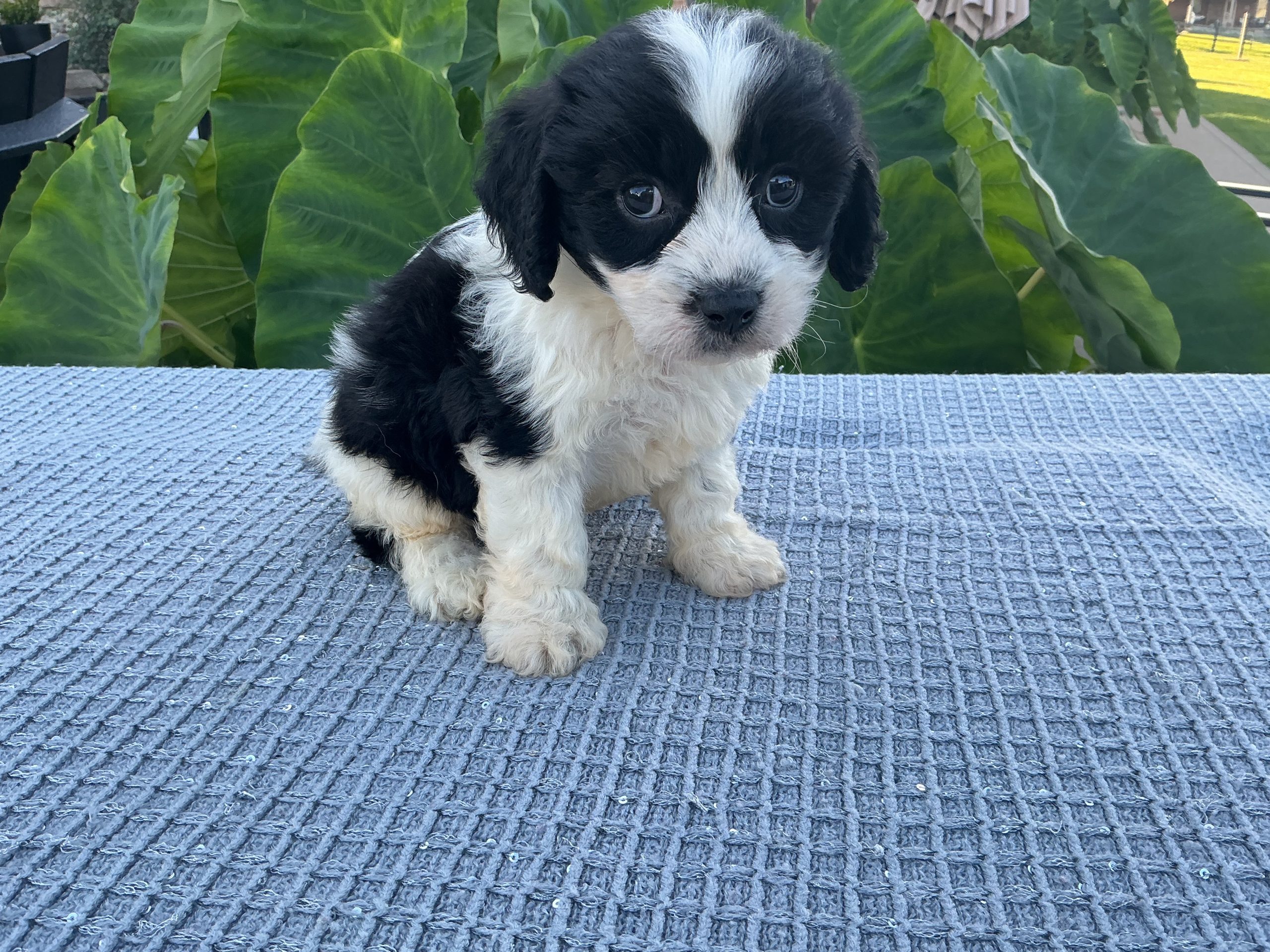 Mr. Bentley the Cavachon - Image 2