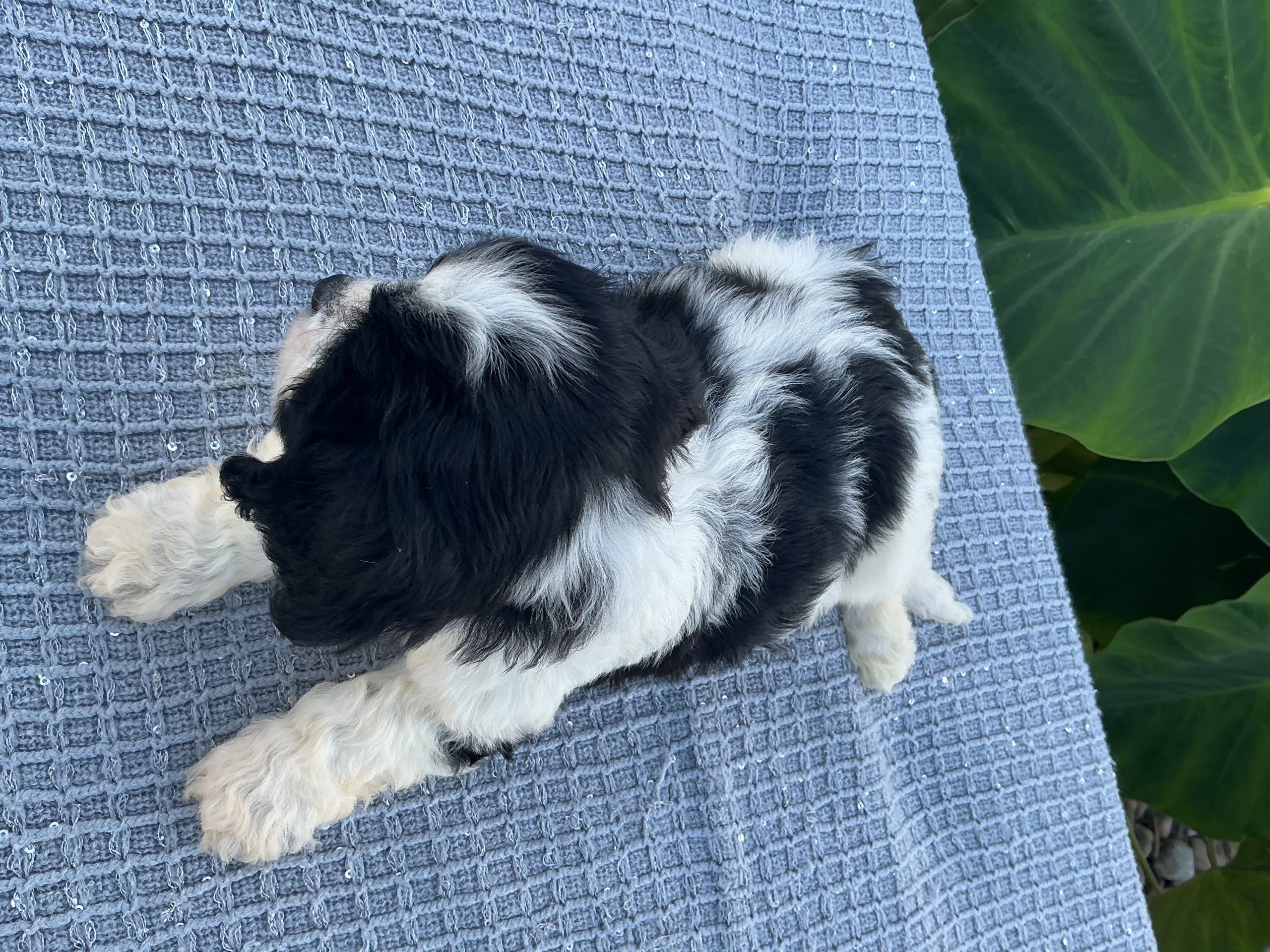 Mr. Bentley the Cavachon - Image 3