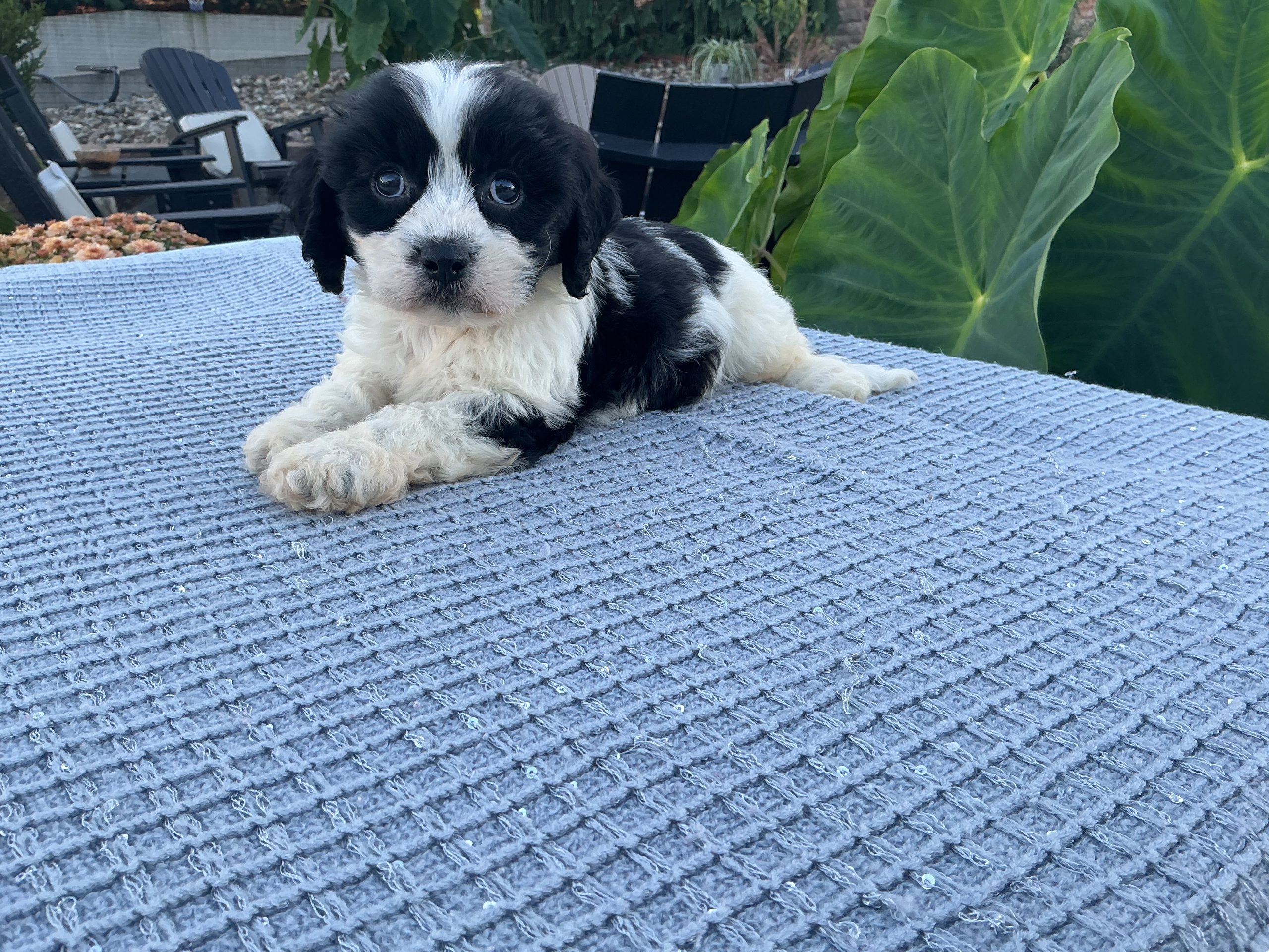 Mr. Bentley the Cavachon