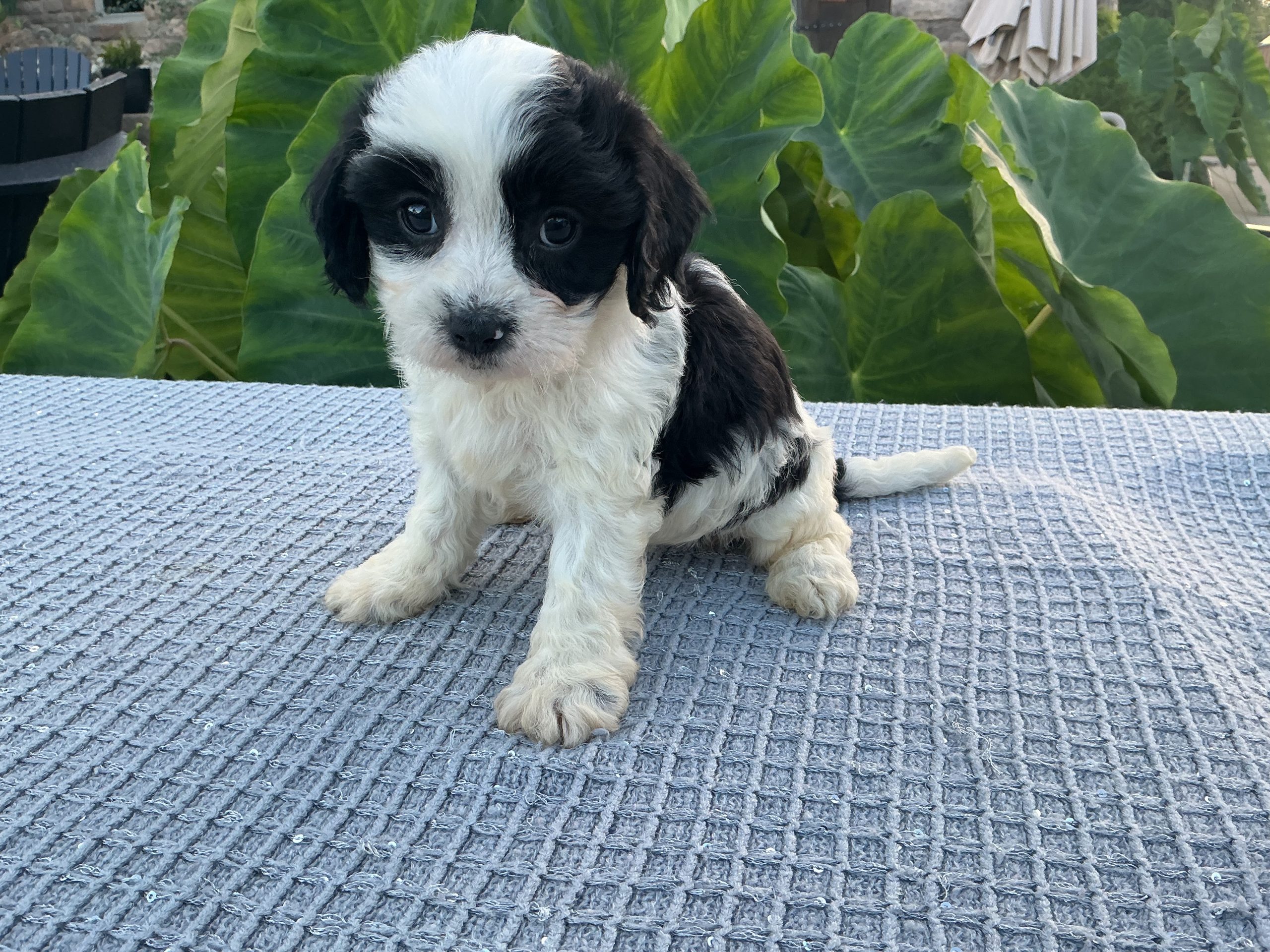 Ms. Chloe the Cavachon - Image 2