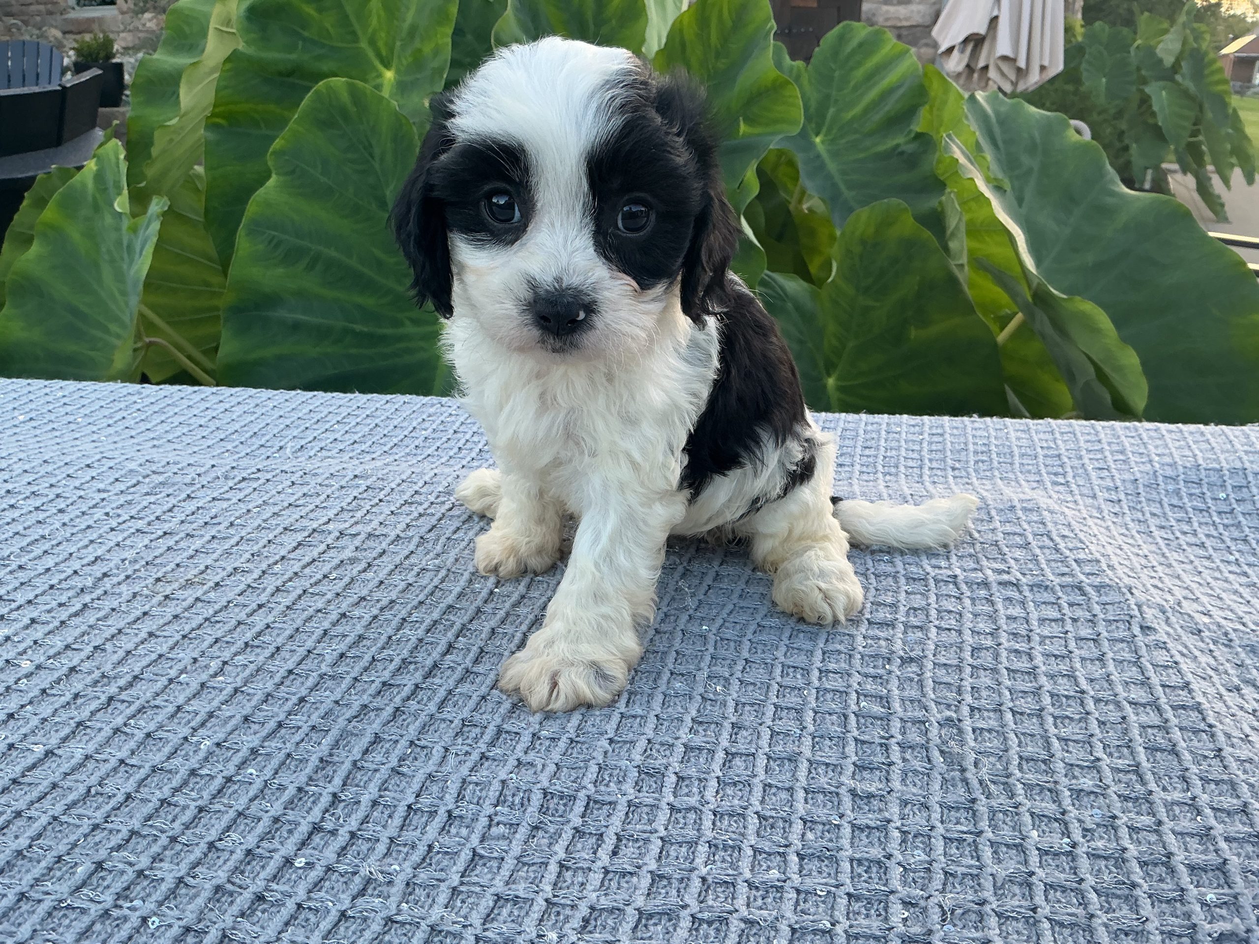 Ms. Chloe the Cavachon - Image 3