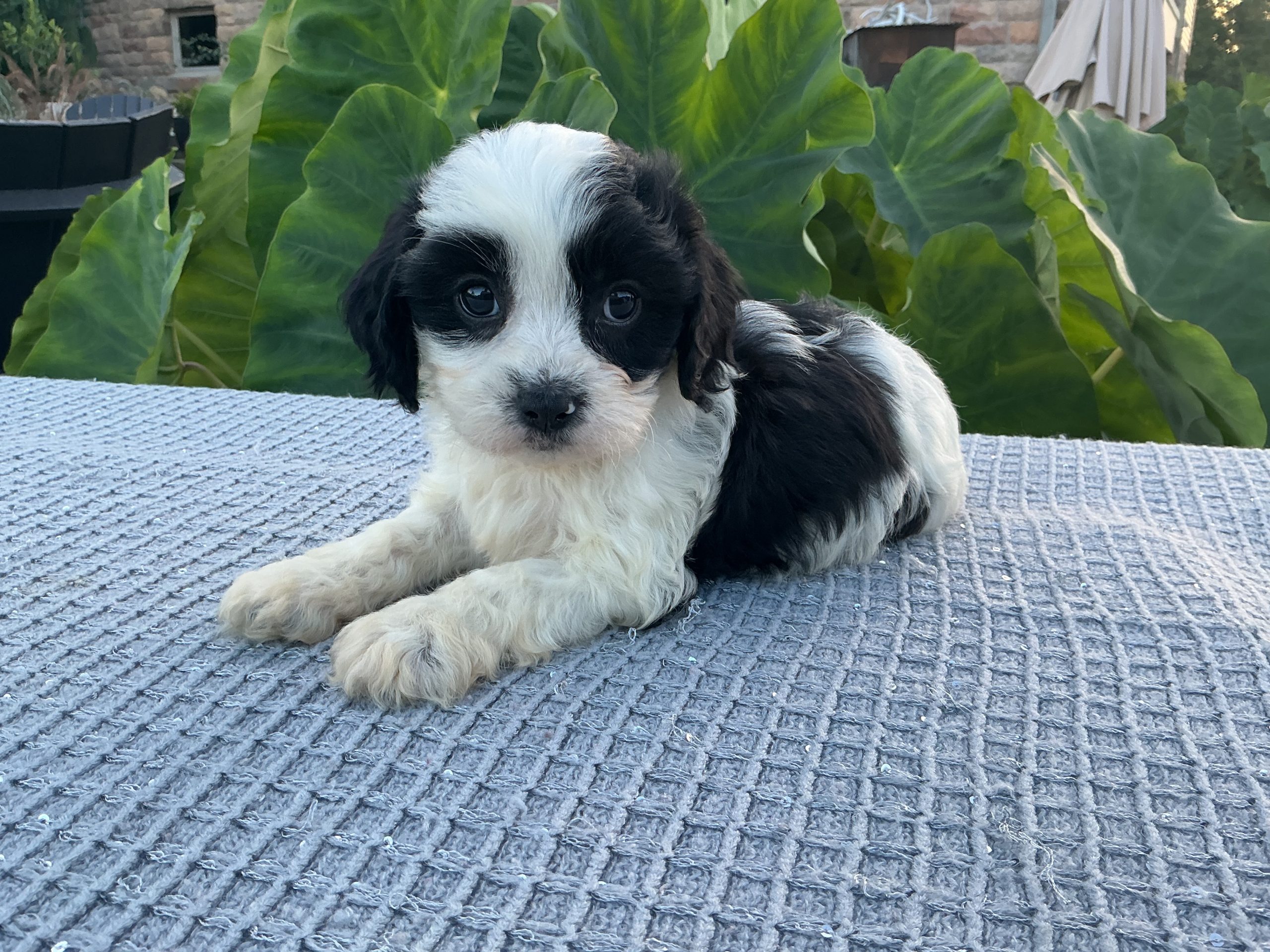 Ms. Chloe the Cavachon