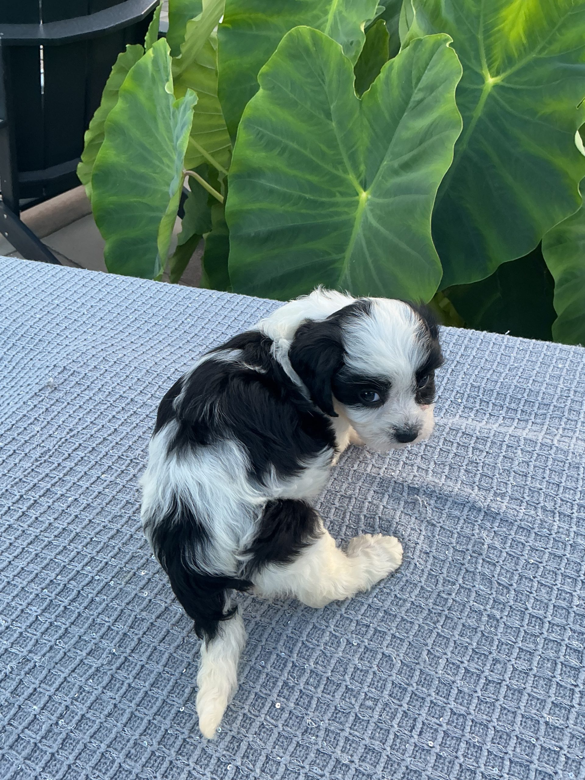 Ms. Chloe the Cavachon - Image 4