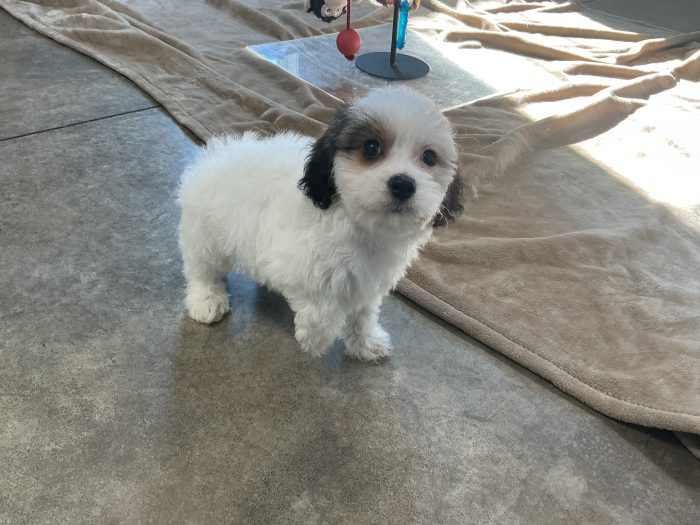 Mr. Skampy the Cavachon - Image 3