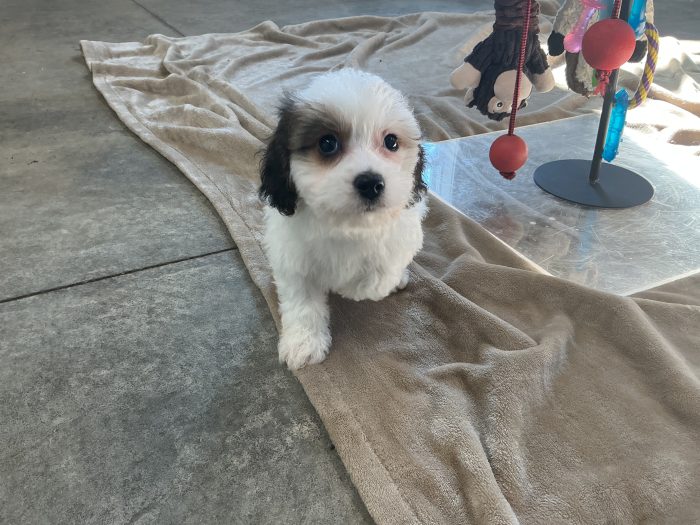 Mr. Skampy the Cavachon - Image 2