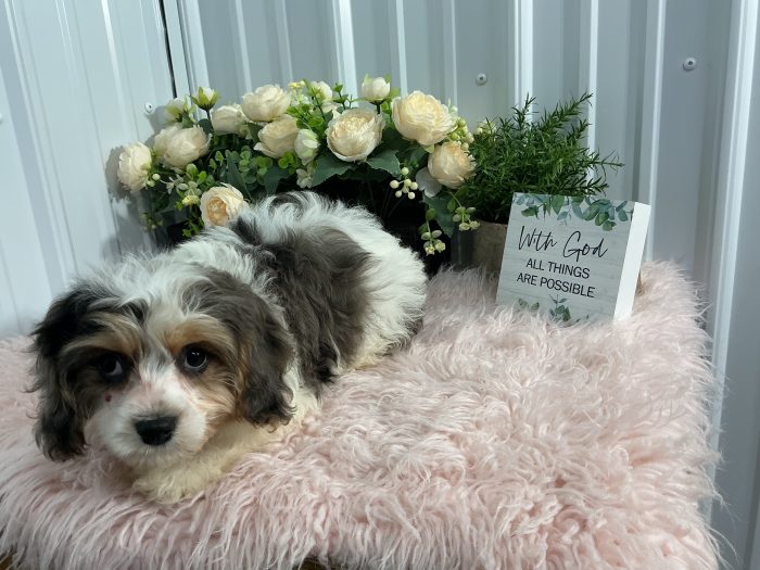 Mr. Billy the Cavachon - Image 4