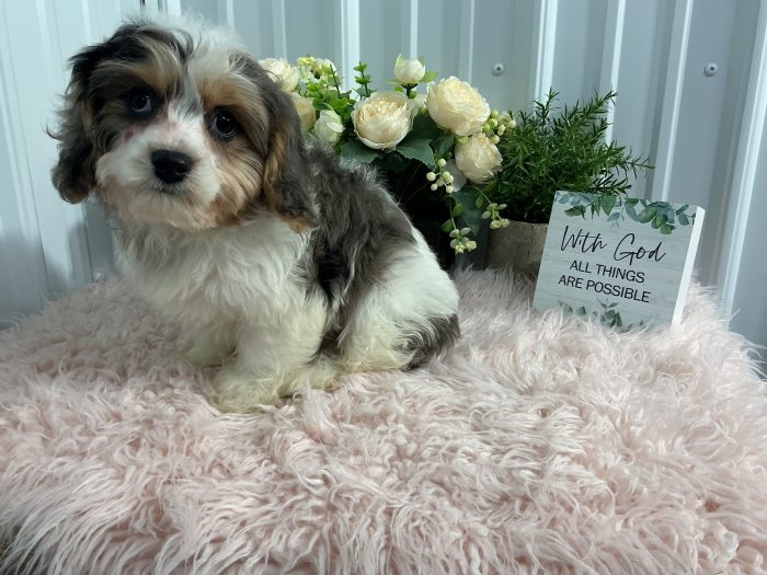 Mr. Billy the Cavachon - Image 2