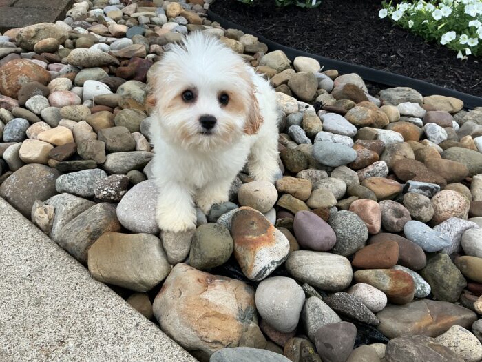 Ms. Dakota the Cavachon - Image 3