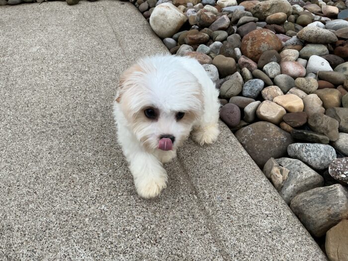 Ms. Dakota the Cavachon - Image 2